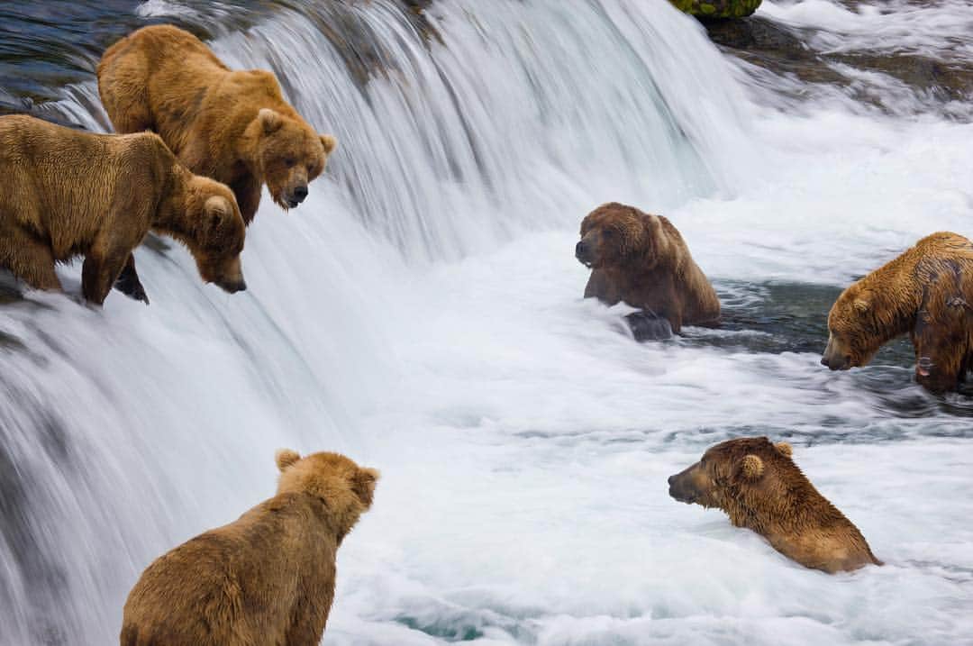 National Geographic Creativeさんのインスタグラム写真 - (National Geographic CreativeInstagram)「Photo by @michaelmelford | Grizzly bears can be seen at Alaskan fishing spots when the salmon run upstream for summer spawning. In this season, dozens of bears may gather to feast on the fish, craving fats that will sustain them through the long winter ahead. #GrizzlyBears #Alaska #Wildlife」3月21日 5時11分 - natgeointhefield