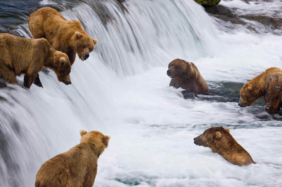 のインスタグラム：「Photo by @michaelmelford | Grizzly bears can be seen at Alaskan fishing spots when the salmon run upstream for summer spawning. In this season, dozens of bears may gather to feast on the fish, craving fats that will sustain them through the long winter ahead. #GrizzlyBears #Alaska #Wildlife」