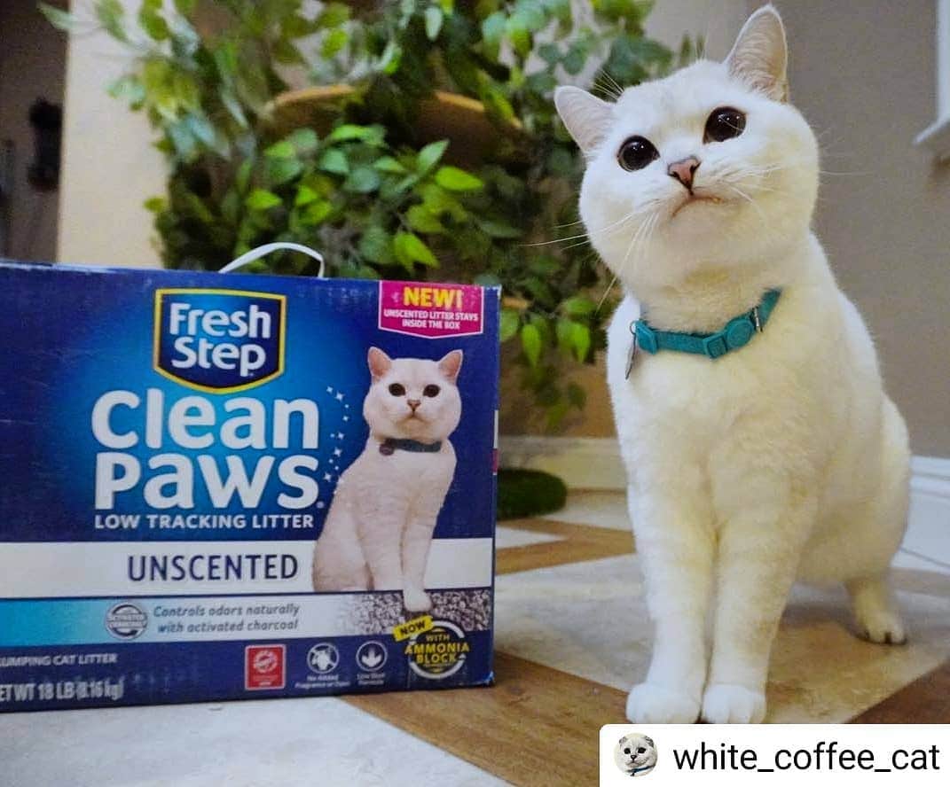 Fresh Stepさんのインスタグラム写真 - (Fresh StepInstagram)「Thanks for being our handsome model 😻 #Repost @white_coffee_cat • • • • • I keep my toe beans beautiful and clean with @FreshStep’s low tracking Clean Paws® litter. To top it all off, it is now available in Unscented for those with sensitive noses! And check out that handsome face on this special box. 🐱🐱 #iloafyou, Clean Paws® Unscented. Link in bio #ad」3月21日 5時12分 - freshstep