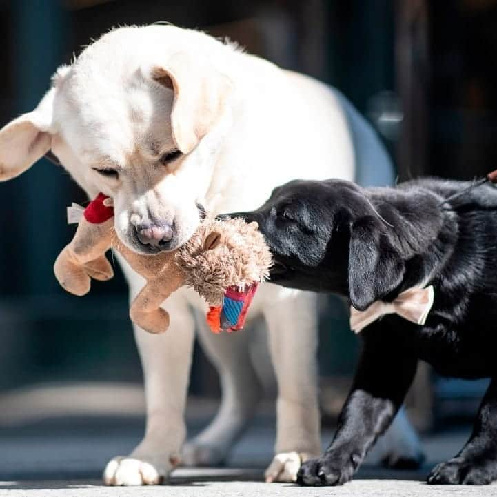 ABC Newsさんのインスタグラム写真 - (ABC NewsInstagram)「Labrador Retrievers were announced as the most popular dog breed in the U.S., but all these good dogs at the American Kennel Club's Museum of the Dog look pretty great to us. (AFP/Getty Images/Reuters/AP) #dog #dogs #cuteanimals」3月21日 5時49分 - abcnews