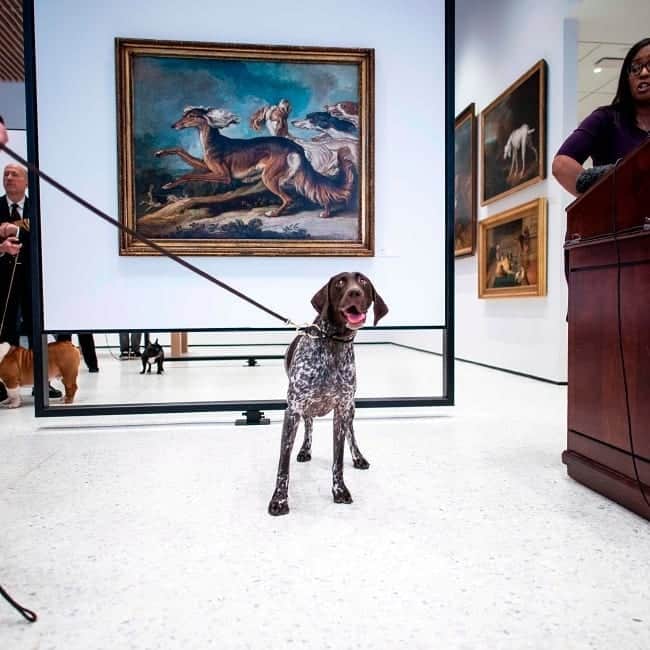 ABC Newsさんのインスタグラム写真 - (ABC NewsInstagram)「Labrador Retrievers were announced as the most popular dog breed in the U.S., but all these good dogs at the American Kennel Club's Museum of the Dog look pretty great to us. (AFP/Getty Images/Reuters/AP) #dog #dogs #cuteanimals」3月21日 5時49分 - abcnews