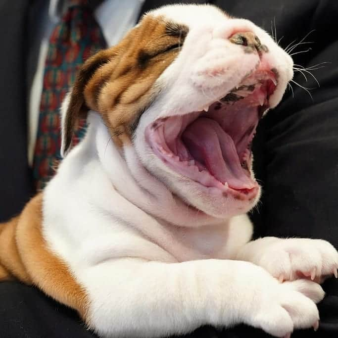 ABC Newsさんのインスタグラム写真 - (ABC NewsInstagram)「Labrador Retrievers were announced as the most popular dog breed in the U.S., but all these good dogs at the American Kennel Club's Museum of the Dog look pretty great to us. (AFP/Getty Images/Reuters/AP) #dog #dogs #cuteanimals」3月21日 5時49分 - abcnews