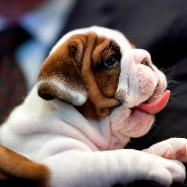 ABC Newsさんのインスタグラム写真 - (ABC NewsInstagram)「Labrador Retrievers were announced as the most popular dog breed in the U.S., but all these good dogs at the American Kennel Club's Museum of the Dog look pretty great to us. (AFP/Getty Images/Reuters/AP) #dog #dogs #cuteanimals」3月21日 5時49分 - abcnews