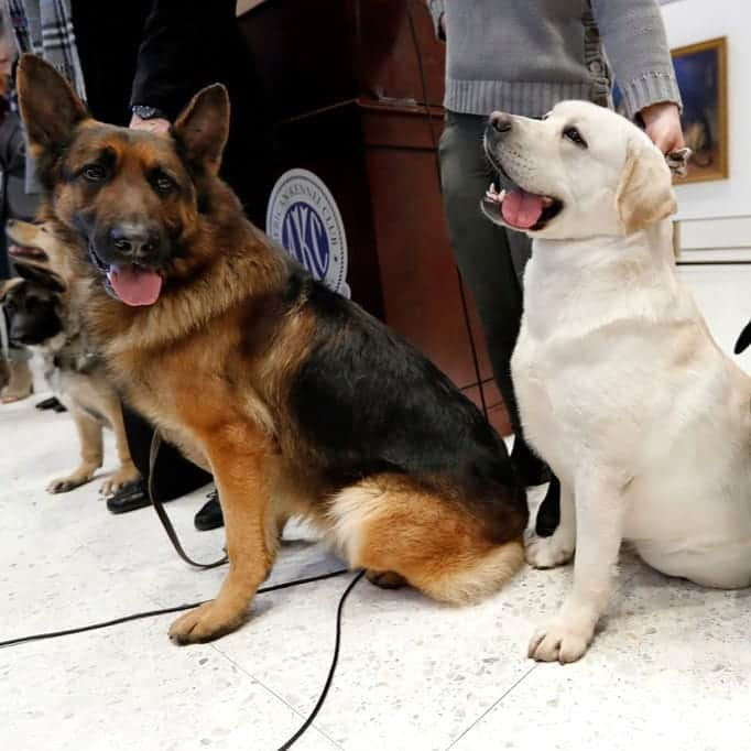 ABC Newsさんのインスタグラム写真 - (ABC NewsInstagram)「Labrador Retrievers were announced as the most popular dog breed in the U.S., but all these good dogs at the American Kennel Club's Museum of the Dog look pretty great to us. (AFP/Getty Images/Reuters/AP) #dog #dogs #cuteanimals」3月21日 5時49分 - abcnews