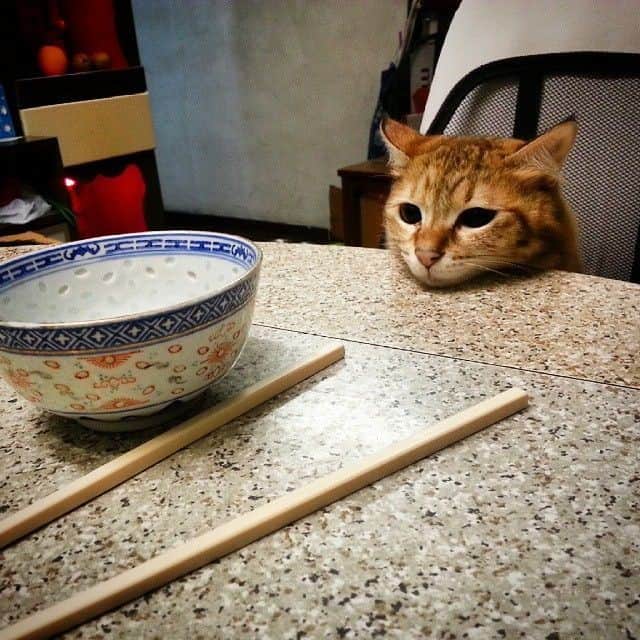 Aww Clubさんのインスタグラム写真 - (Aww ClubInstagram)「When your mom calls you down for dinner but it's not ready⠀ ⠀ 📹@wingniw_lau⠀ ⠀ #meowed #tabby #hungrycat #imwaiting #starving #ineedfood」3月21日 6時00分 - meowed