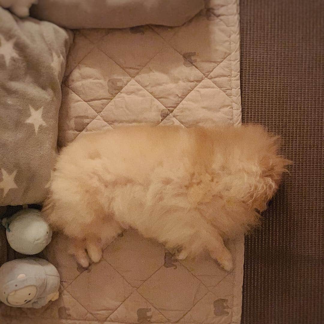 Ella Chuffyのインスタグラム：「💫💭🌝🌟🧡🐕✨」