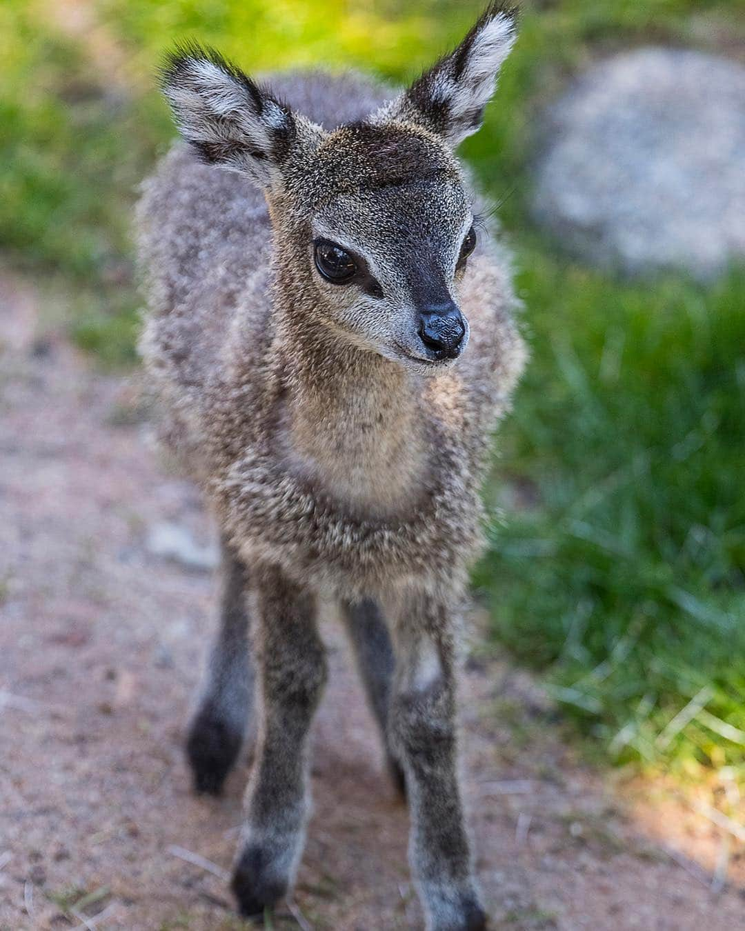 San Diego Zooさんのインスタグラム写真 - (San Diego ZooInstagram)「First day of (klip)Spring AND  #internationaldayofhappiness in one post. Win-win! 🌷🙌🌸🌼 #workingsmarternotharder #firstdayofspring #sandiegozoo #spring」3月21日 6時18分 - sandiegozoo