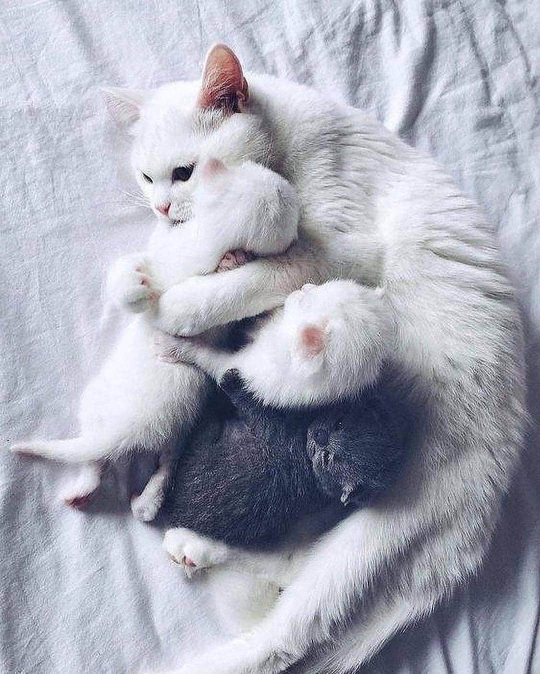 Cute Pets Dogs Catsさんのインスタグラム写真 - (Cute Pets Dogs CatsInstagram)「mom 💜💜💜 📩 Submit your cat’s photo to our contest email to be featured! ❤️ . . . . 📸 by: unknown #chat #neko #gato #gatto #meow #kawaii #nature #pet #animal #instacat #instapet #mycat #catlover #cutecats #cutest #meow #kittycat #topcatphoto #kittylove #mycat #instacats #instacat #ilovecat #kitties #gato #kittens #kitten」3月21日 6時25分 - dailycatclub