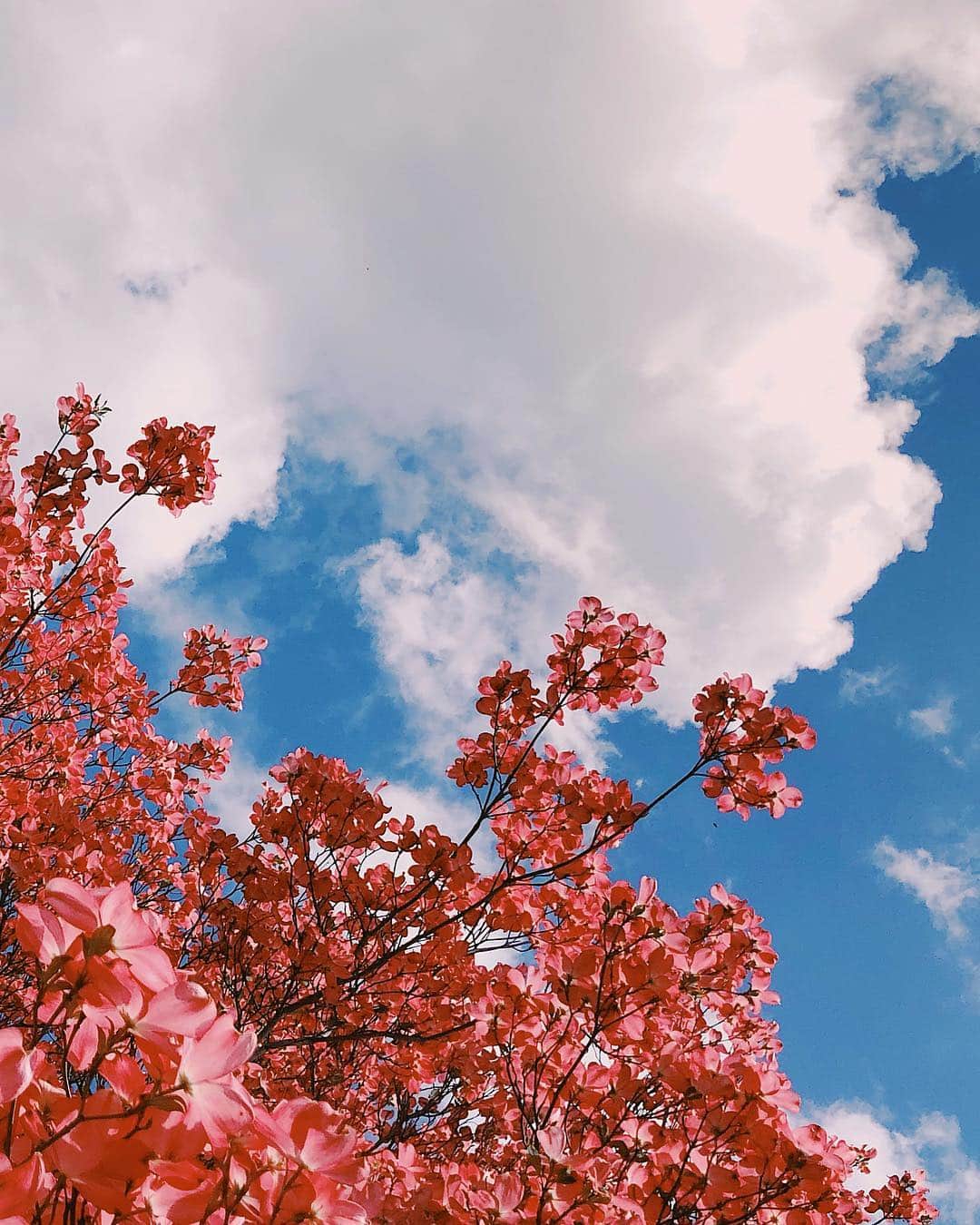 コナー・フランタのインスタグラム：「spring has sprung !」