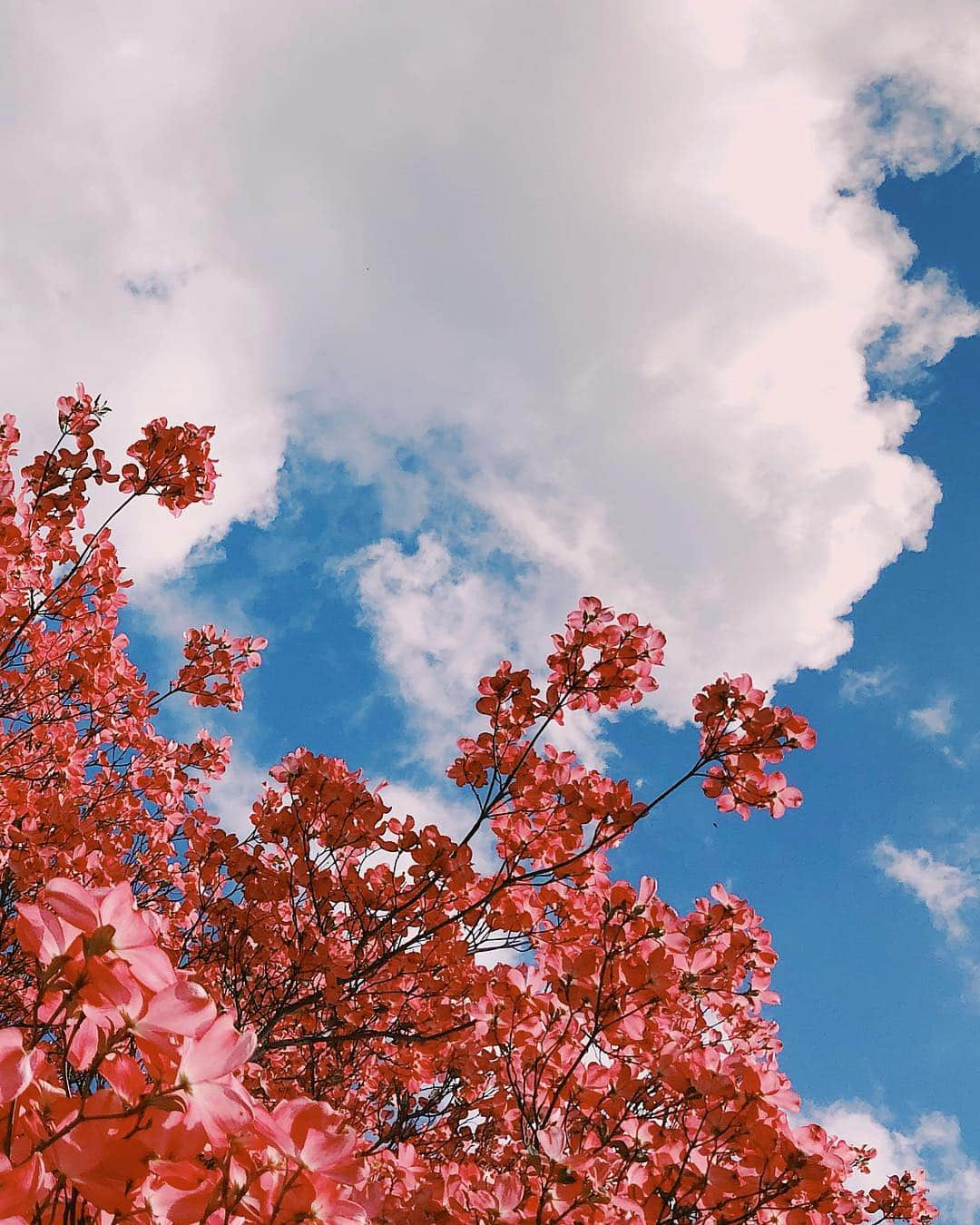 コナー・フランタさんのインスタグラム写真 - (コナー・フランタInstagram)「spring has sprung !」3月21日 6時28分 - connorfranta