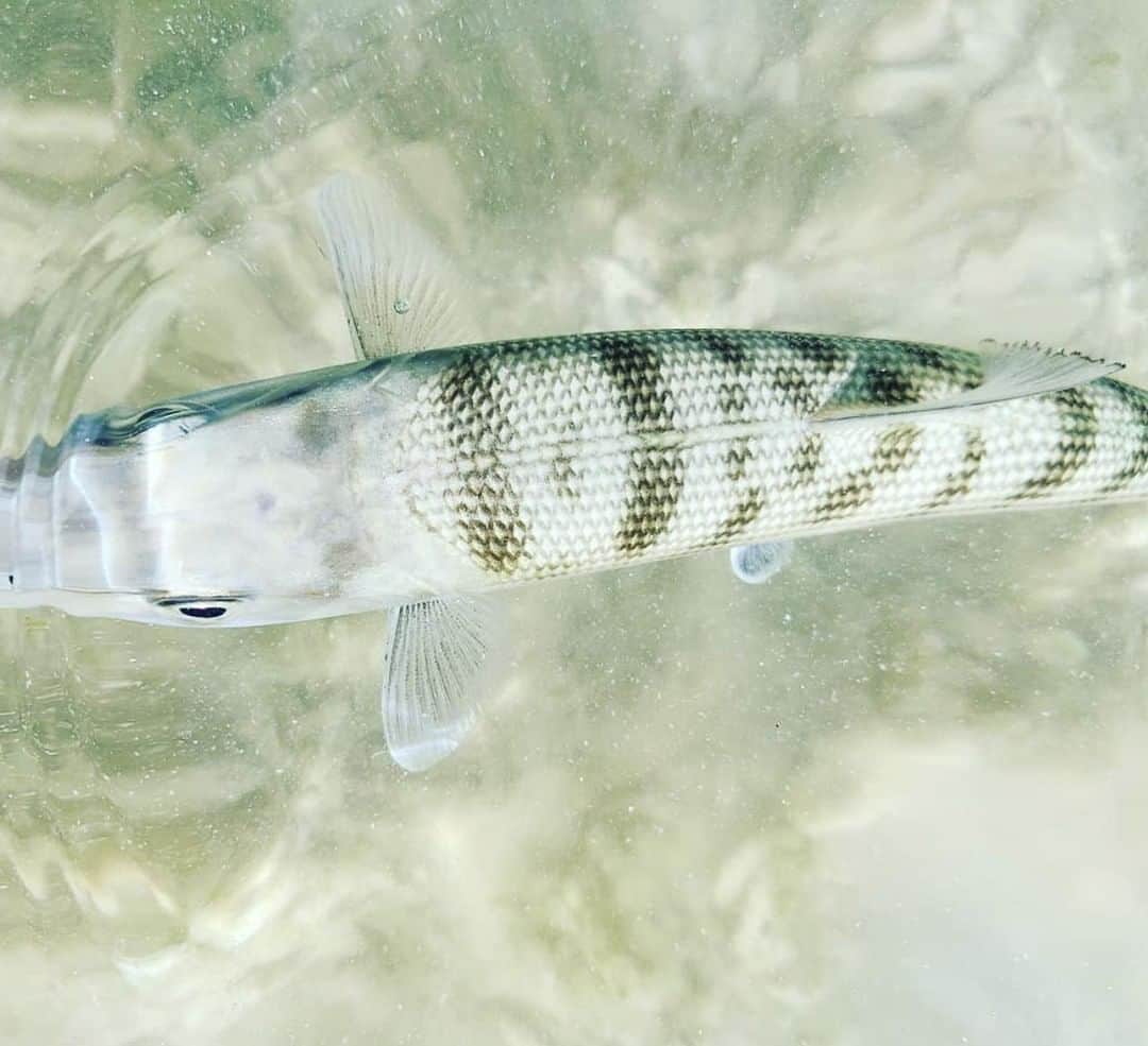 Costa Sunglassesさんのインスタグラム写真 - (Costa SunglassesInstagram)「Caribbean camo. #SeeWhatsOutThere 📷: @riffletoreef」3月21日 6時30分 - costasunglasses