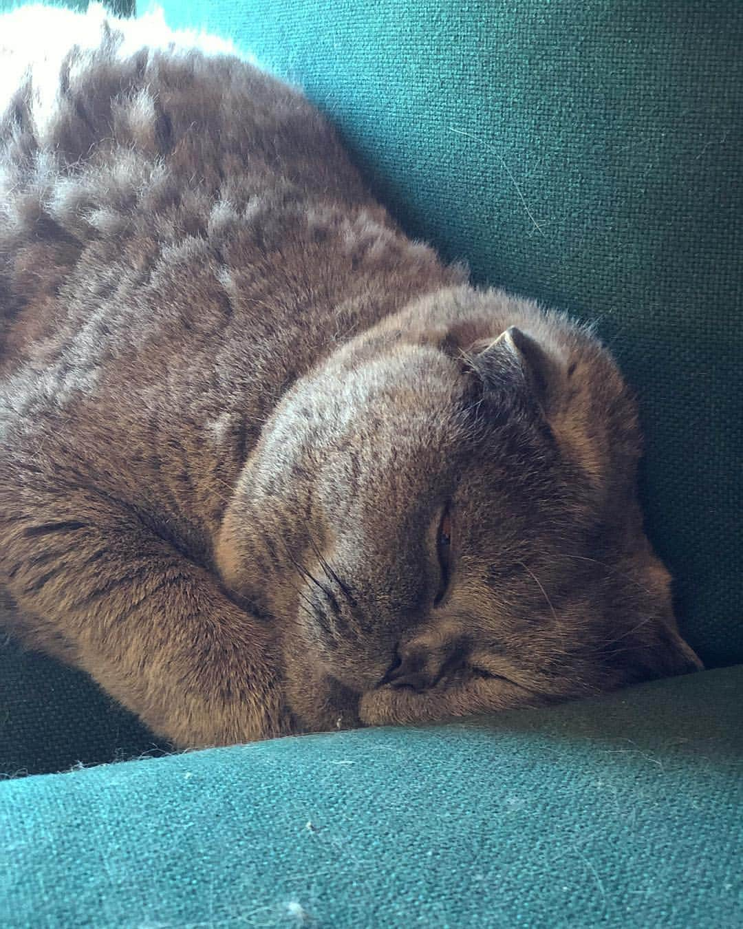 Baconさんのインスタグラム写真 - (BaconInstagram)「Wake me up when it’s the weekend please. 😴 💤 #lifeistough #work #working #dailygrind」3月21日 7時04分 - baconcup