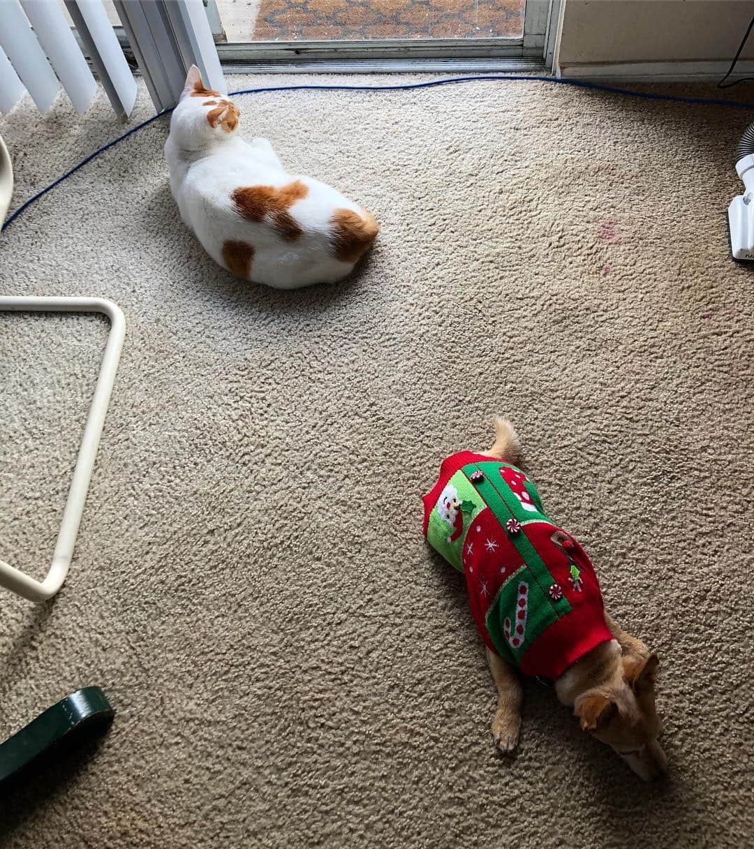 Richard Kittyさんのインスタグラム写真 - (Richard KittyInstagram)「Not best of friends, but they tolerate each other 🐶 (my parents dog, Tiny, is visiting!)」3月21日 7時34分 - richard_kitty