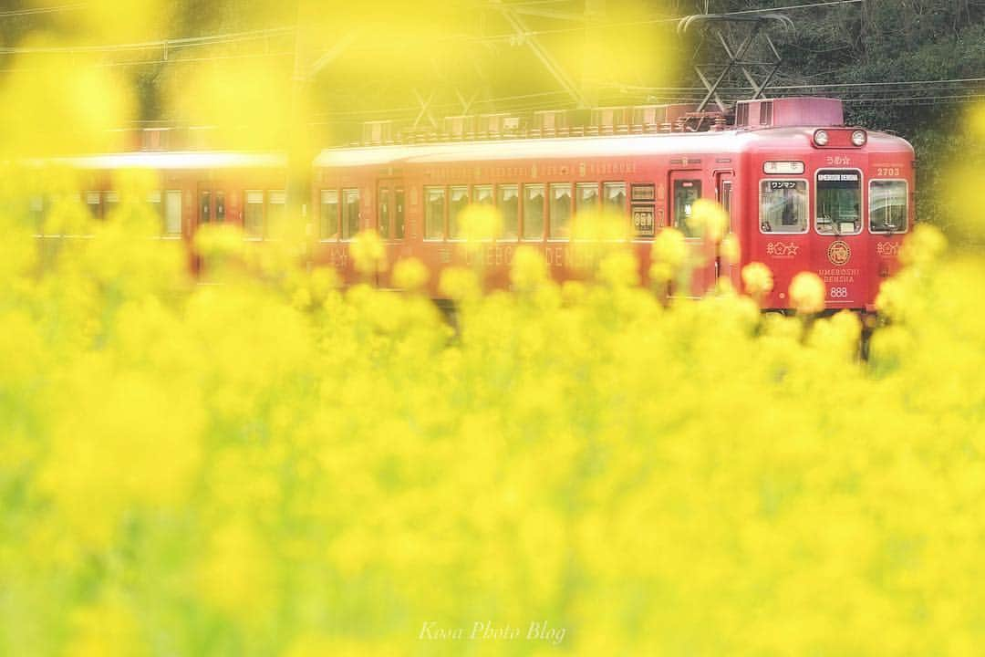 コサさんのインスタグラム写真 - (コサInstagram)「久しぶりに地元で撮り鉄🚃 電車が来るタイミングで雲から太陽が出てくれました😊 春になると撮りたい被写体が一気に増えて時間が足りません😅 . Location:和歌山県 Wakayama/Japan Data:2019.3.17 . #team_jp_ #tokyocameraclub #art_of_japan_ #Lovers_Nippon #japan_great_view #photo_jpn #bestjapanpics #dpj_member #pt_life_#nipponpic_member #LBJ_members #light_nikon #Japan_Daytime_View #insta_wakayama #グッドトリップ和歌山 #はなまっぷ #LINES_and_POINTS #IGersJP #japan_of_insta #ptk_japan #IG_PHOS #sorakataphoto #Rox_Captures #inspiring_shot #photo_travelers #bestphoto_japan #広がり同盟メンバー #super_japan_channel #lovers_amazing_group #beautifuldestinations」3月21日 7時27分 - kosa_photo