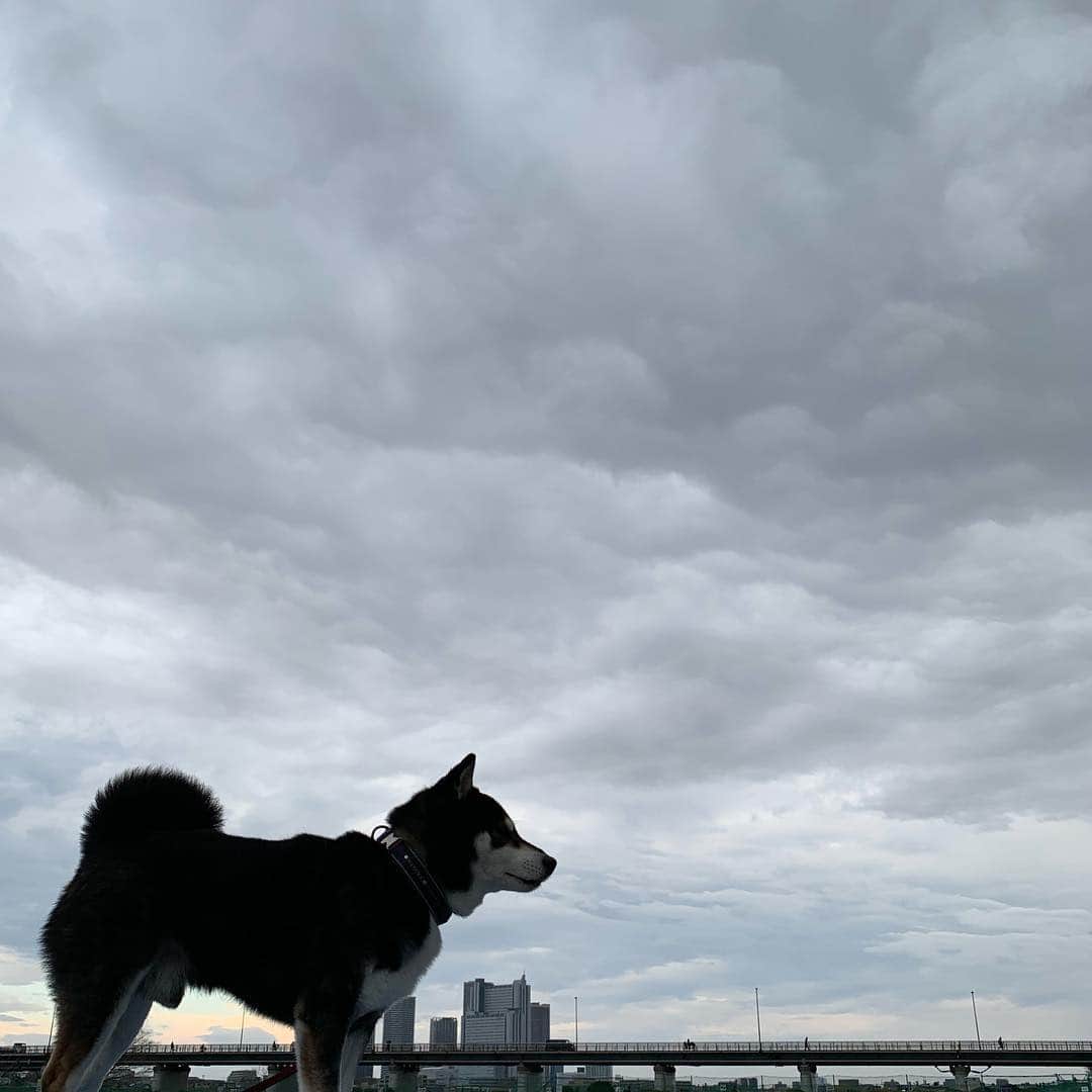 のインスタグラム：「朝んぽ🐾 #kuroshiba #blackshiba #shibainu #shibastagram #instadog #dogstagram #柴犬 #黒柴 #黑柴 #日本犬 #和犬 #シニア犬 #癒し犬 #いぬら部 #ふわもこ部 #柴犬部 #モフモフ生命体 #柴犬のいる暮らし #わんこのいる暮らし #わんこのいる生活 #わんこと一緒 #わんダフォ #わんだふるjapan」
