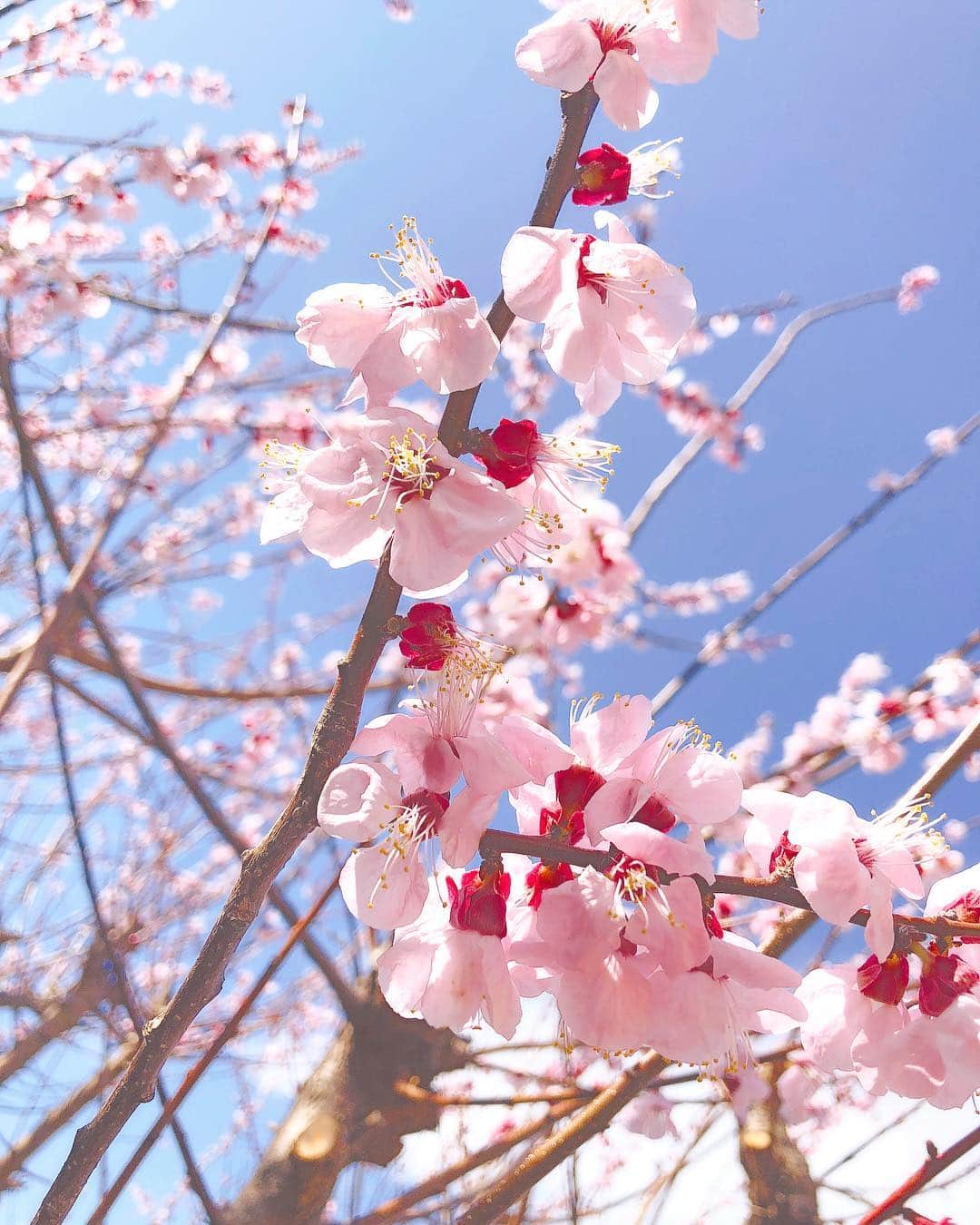 今井瞳さんのインスタグラム写真 - (今井瞳Instagram)「. かわいいのみつけた🌸 春やん(*´-`)✨」3月21日 17時01分 - i_hitomi_0531