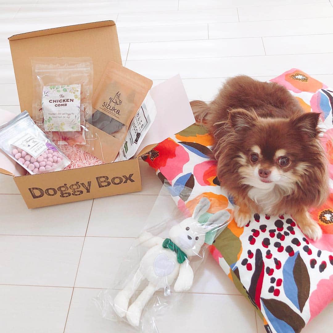 彩海のインスタグラム：「. . My sweet baby COCO chan♥️ . . @doggybox_jp さんから ココちゃん用に オヤツとオモチャが届いたよ♡ . ヒトも同じだけど 愛犬が口にするものには 気をつけてあげたい！ . 無添加のオヤツだからあんしん！ . オモチャにも大興奮でした♡ あー癒される〜♡🐶♡ . . . #ドギボ#doggybox #チワワ#ロングコートチワワ#チワワ部 #チワワ画像 #チワワ大好き #小型犬  #愛犬」