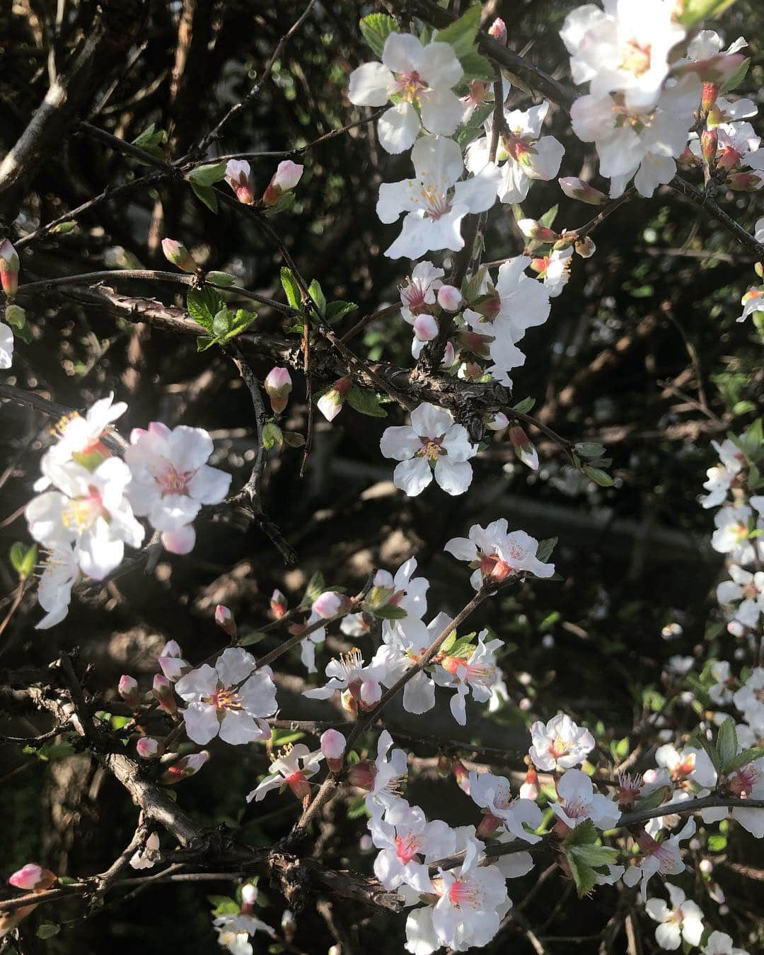 高見侑里さんのインスタグラム写真 - (高見侑里Instagram)「◡̈♥︎ 今日は東京、福岡、横浜で桜開花の発表がありましたね🌸 #春分の日」3月21日 17時08分 - yuri_takami_official