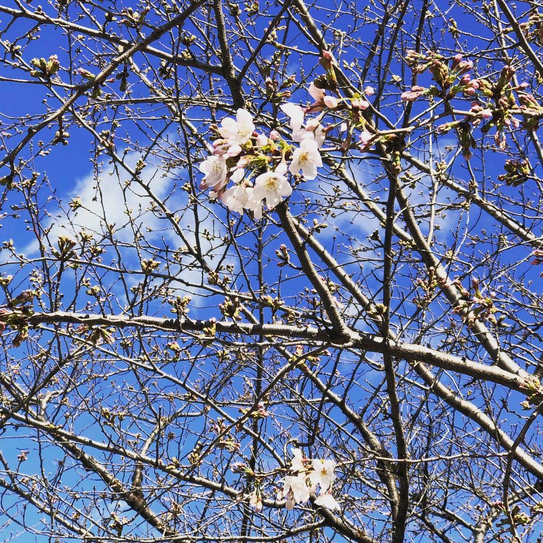 川坂勇太さんのインスタグラム写真 - (川坂勇太Instagram)「東京で桜の開花ぎ発表された今日、都内の桜の様子はこんな感じ。 #桜 #東京 #tokyo #春 #spring」3月21日 17時17分 - yutakawasaka