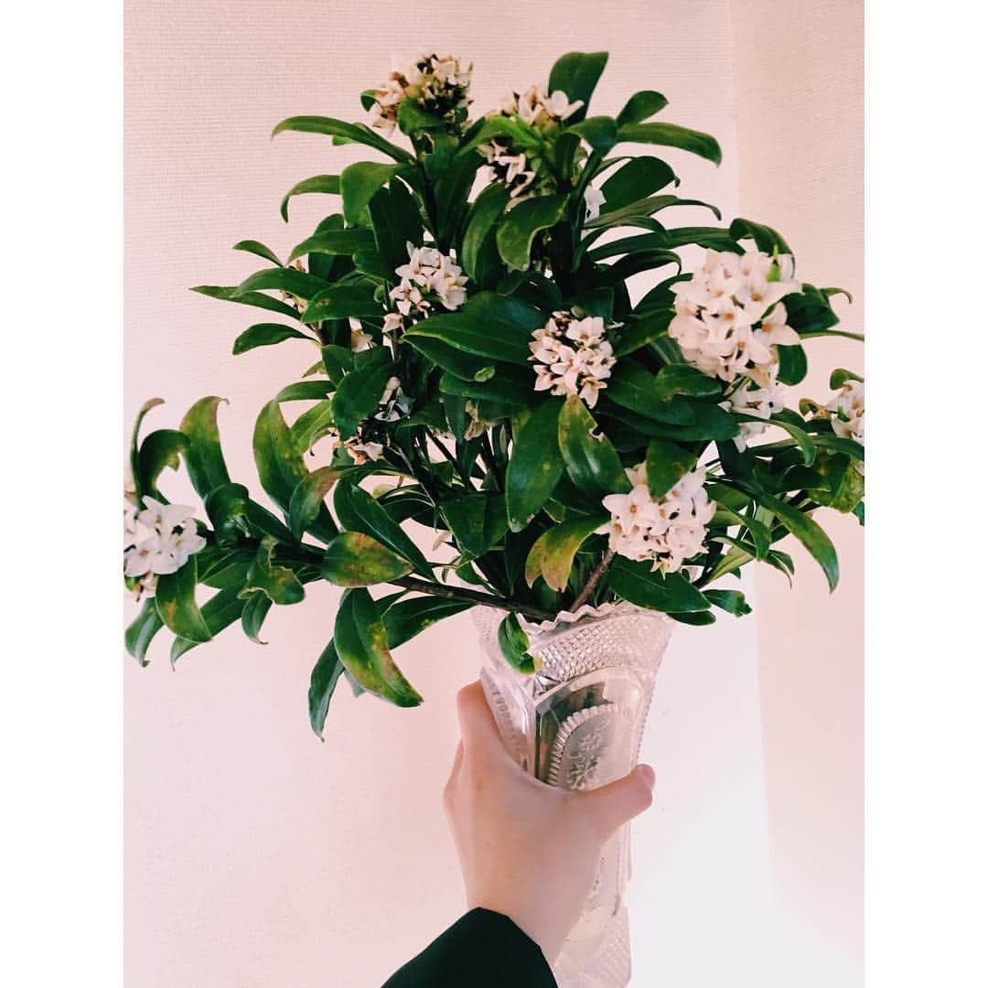手島実優さんのインスタグラム写真 - (手島実優Instagram)「これが沈丁花というお花、慎ましいね」3月21日 17時20分 - myuchn_101