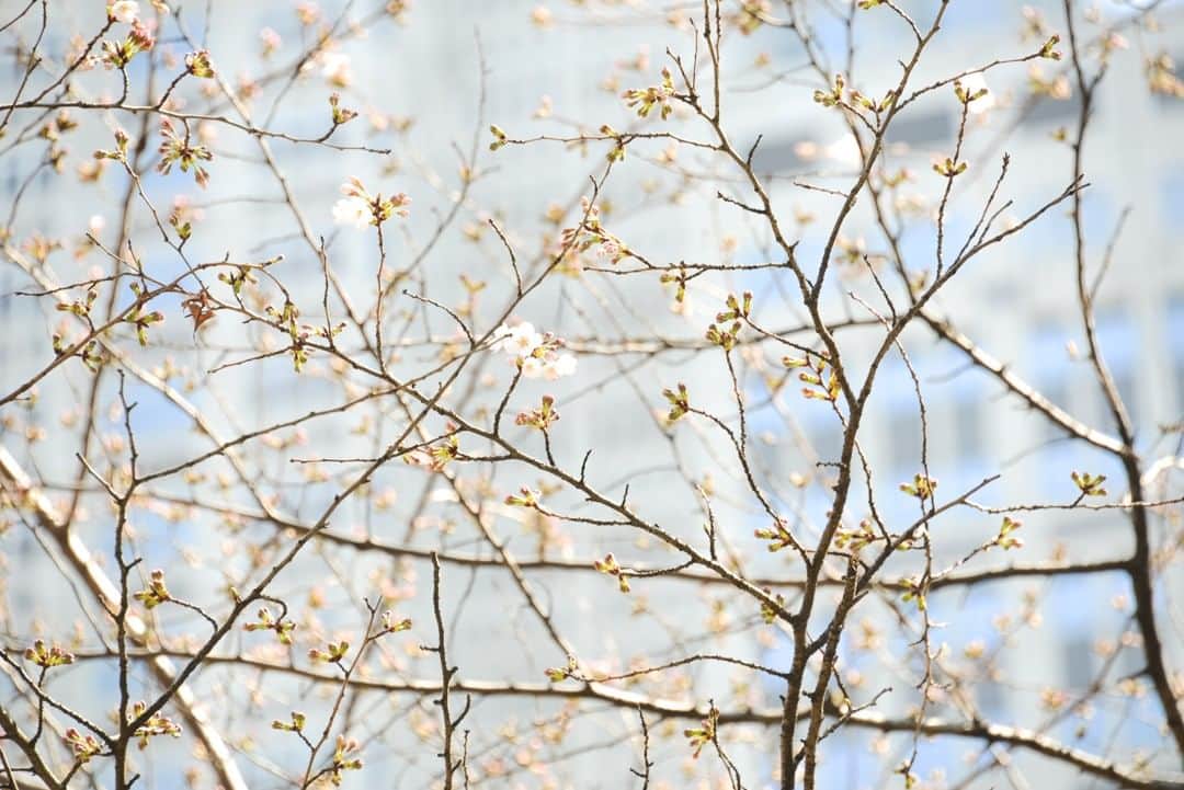 東京都庁広報課さんのインスタグラム写真 - (東京都庁広報課Instagram)「「桜と都庁（新宿区）／Tokyo Metropolitan Government(2014.3.25撮影)」最寄駅：都庁前  #新宿 #shinjuku #さくら #桜 #サクラ #cherryblossom #cherrytree  #beautifuldestinations #tokyotrip #tokyotravel #passionpassport #tokyojapan #instatokyo #loves_nippon #phos_japan #bestjapanpics #cooljapan #japan_of_insta #discovertokyo #photo_jpn #東京観光 #東京旅行 #illgrammers #景色 #お出かけ #東京 #Tokyo #东京 #도쿄 #도쿄여행」3月21日 17時30分 - tocho_koho_official