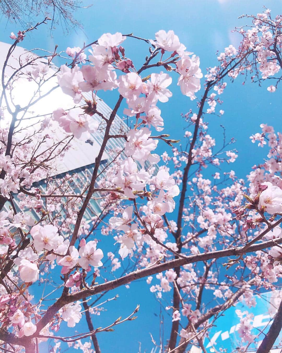戸崎奈津さんのインスタグラム写真 - (戸崎奈津Instagram)「Spring is here🌸🌸 こんなに咲いてた♪新宿駅前の桜の木🌲 #桜開花 #桜 #春分の日 #spring #springday #sakura #cherryblossom #🌸 #japan #tokyo #springhascome #blossoms」3月21日 17時48分 - naa_tsu0827