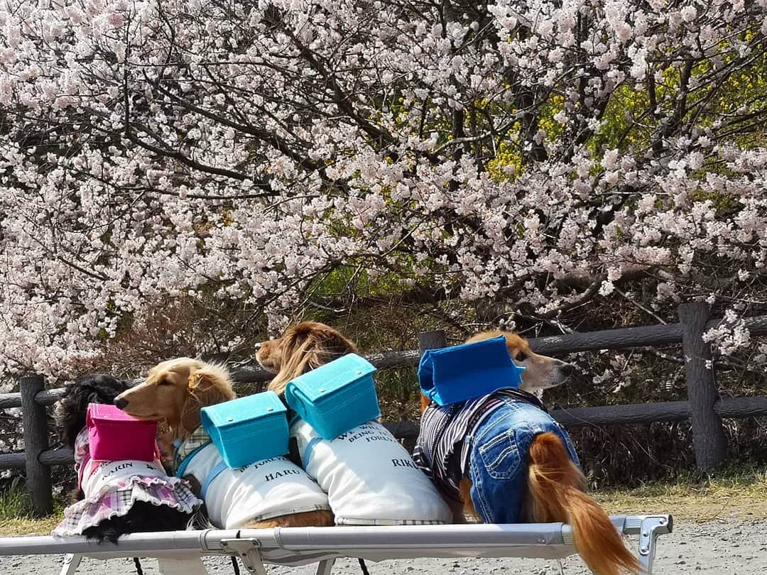 ?モデル?大地?さんのインスタグラム写真 - (?モデル?大地?Instagram)「♪🐾2019*3*21🐾 . ちょっと見て〜🎶😆😆😆 . 🎒ランドセルを背負った後ろ姿〜🎶😆😆😆 . も〜なんなの〜💕 この可愛過さ〜💕😍😍😍 . . 🐾🐾🐾🐾🐾🐾🐾🐾🐾🐾🐾🐾🐾🐾 . #大地#大好き#だいすき #いつも一緒#ずっと一緒 #大地なしでは生きて行けませんw #いぬ#イヌ#犬#わんこ . #ワンコ#愛犬#いぬばか部 #犬バカ部#いぬら部#いぬすたぐらむ #犬のいる暮らし#犬の生活が第一 #pecoいぬ部 . #横浜#yokohama#神奈川 #桜#散歩#お散歩#春 #ミニチュアダックスフンド#ミニチュアダックス #ダックスフンド#ダックス」3月21日 17時51分 - sachi_daichi