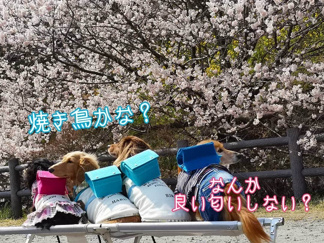 ?モデル?大地?さんのインスタグラム写真 - (?モデル?大地?Instagram)「♪🐾2019*3*21🐾 . ちょっと見て〜🎶😆😆😆 . 🎒ランドセルを背負った後ろ姿〜🎶😆😆😆 . も〜なんなの〜💕 この可愛過さ〜💕😍😍😍 . . 🐾🐾🐾🐾🐾🐾🐾🐾🐾🐾🐾🐾🐾🐾 . #大地#大好き#だいすき #いつも一緒#ずっと一緒 #大地なしでは生きて行けませんw #いぬ#イヌ#犬#わんこ . #ワンコ#愛犬#いぬばか部 #犬バカ部#いぬら部#いぬすたぐらむ #犬のいる暮らし#犬の生活が第一 #pecoいぬ部 . #横浜#yokohama#神奈川 #桜#散歩#お散歩#春 #ミニチュアダックスフンド#ミニチュアダックス #ダックスフンド#ダックス」3月21日 17時51分 - sachi_daichi