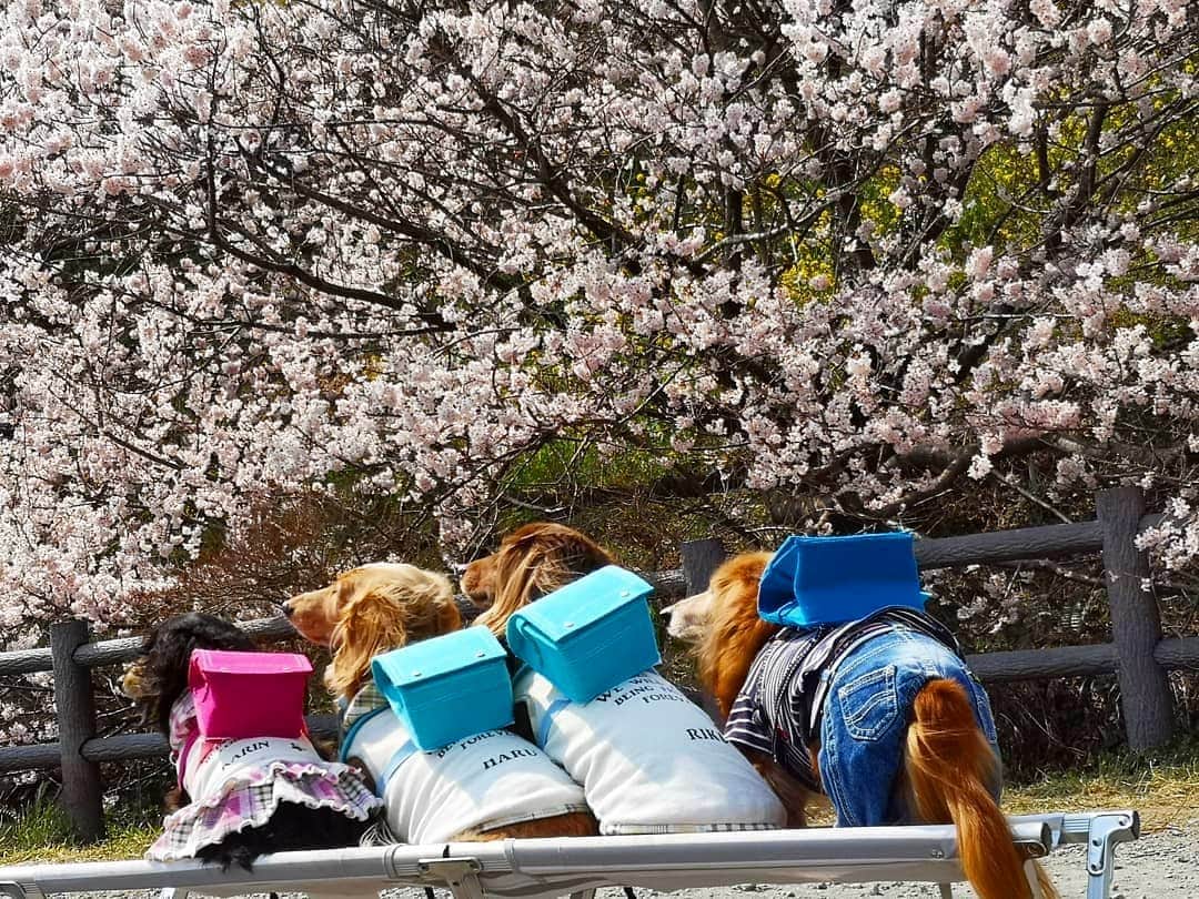 ?モデル?大地?さんのインスタグラム写真 - (?モデル?大地?Instagram)「♪🐾2019*3*21🐾 . ちょっと見て〜🎶😆😆😆 . 🎒ランドセルを背負った後ろ姿〜🎶😆😆😆 . も〜なんなの〜💕 この可愛過さ〜💕😍😍😍 . . 🐾🐾🐾🐾🐾🐾🐾🐾🐾🐾🐾🐾🐾🐾 . #大地#大好き#だいすき #いつも一緒#ずっと一緒 #大地なしでは生きて行けませんw #いぬ#イヌ#犬#わんこ . #ワンコ#愛犬#いぬばか部 #犬バカ部#いぬら部#いぬすたぐらむ #犬のいる暮らし#犬の生活が第一 #pecoいぬ部 . #横浜#yokohama#神奈川 #桜#散歩#お散歩#春 #ミニチュアダックスフンド#ミニチュアダックス #ダックスフンド#ダックス」3月21日 17時51分 - sachi_daichi