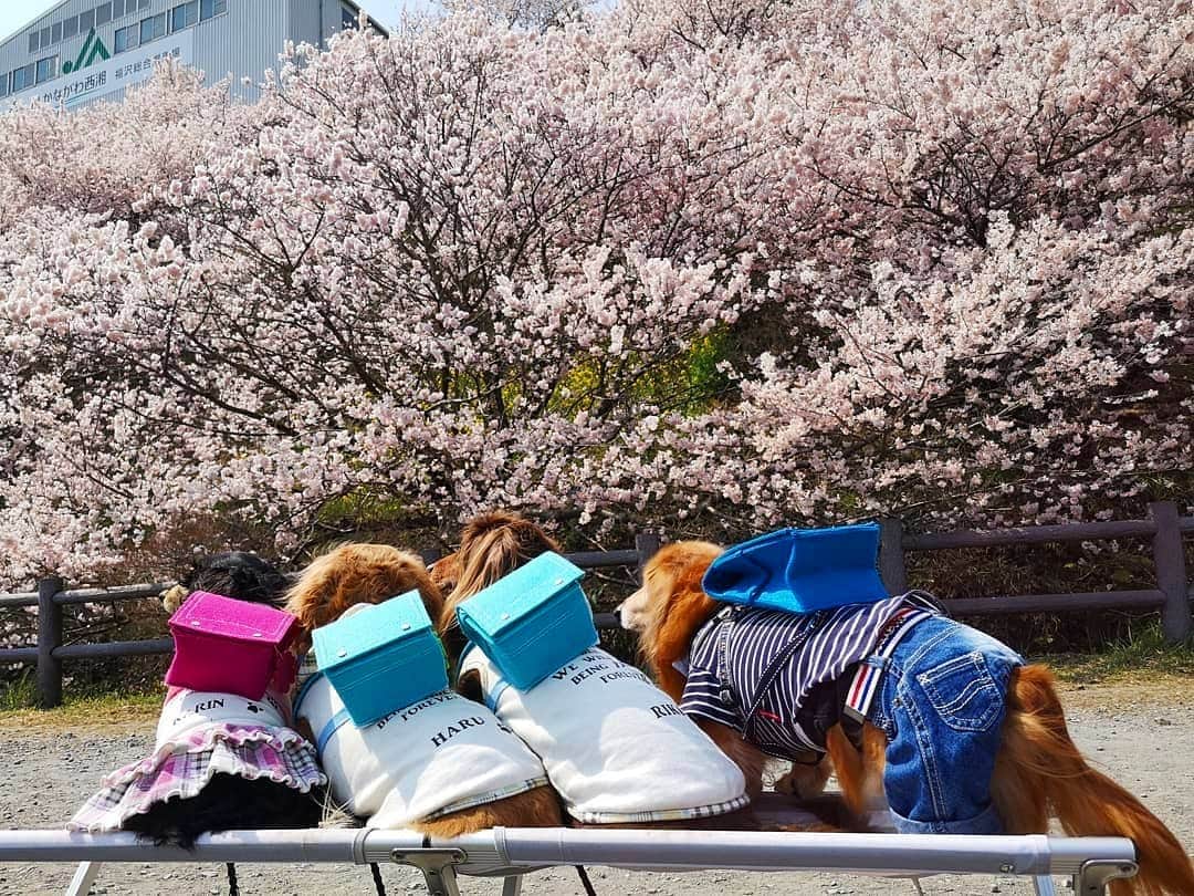 ?モデル?大地?さんのインスタグラム写真 - (?モデル?大地?Instagram)「♪🐾2019*3*21🐾 . ちょっと見て〜🎶😆😆😆 . 🎒ランドセルを背負った後ろ姿〜🎶😆😆😆 . も〜なんなの〜💕 この可愛過さ〜💕😍😍😍 . . 🐾🐾🐾🐾🐾🐾🐾🐾🐾🐾🐾🐾🐾🐾 . #大地#大好き#だいすき #いつも一緒#ずっと一緒 #大地なしでは生きて行けませんw #いぬ#イヌ#犬#わんこ . #ワンコ#愛犬#いぬばか部 #犬バカ部#いぬら部#いぬすたぐらむ #犬のいる暮らし#犬の生活が第一 #pecoいぬ部 . #横浜#yokohama#神奈川 #桜#散歩#お散歩#春 #ミニチュアダックスフンド#ミニチュアダックス #ダックスフンド#ダックス」3月21日 17時51分 - sachi_daichi