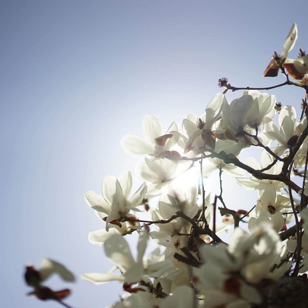 前田有紀さんのインスタグラム写真 - (前田有紀Instagram)「鎌倉ではモクレンの花がそこかしこで満開に。 朝から裏庭でフキノトウを摘んで、山あいのキブシを眺めて散歩し、芽吹き始めたカツラの木の下でランチ。知り合いに会いに行き、満開のモクレンを眺めながらサクラが咲くのももうすぐだね、と笑い合い、ツクシの原っぱを抜けて帰りました。・ ・ 何にもしてないけど、花に包まれ、心に残る春の始まりの1日。 ・ #鎌倉さんぽ #木蓮 #木蓮の花 #モクレン #flowerstagram」3月21日 18時01分 - yukimaeda0117