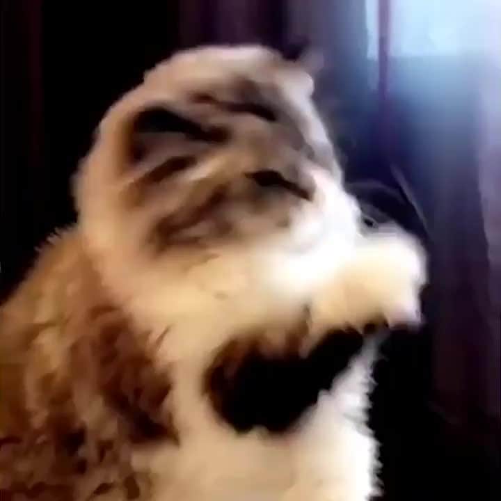 のインスタグラム：「Cat like this have 125% chance to stealing your hooman⠀ ⠀ #meowed #fluffycat #handsomeboi #coolmeow #meowdel」