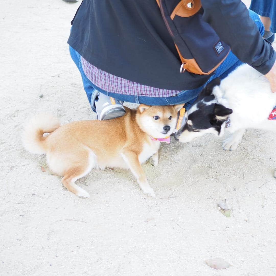 豆柴にこちゃんさんのインスタグラム写真 - (豆柴にこちゃんInstagram)「🐶 今日は雨予報だったし、 明日も土曜も仕事だしで 家でゆっくり過ごすはずが意外と晴れたから 急遽、 #所沢航空記念公園 へ🚙 . 暑くてハァハァするから 笑顔がたくさん撮れた😆 . 5-7枚目は通りすがりに 少年たちのボールを奪ったり 遊んでもらったところ⚽️✨ . #柴犬#豆柴#pecoいぬ部#犬#わんこ#まめしば#west_dog_japan#犬#todayswanko#ここ柴部#shibainu#dog#mameshiba#pecotv#dog#いぬのきもち部#しばいぬ#しばけん#こいぬ#シバイヌ#いぬ#イヌ#赤柴#マメシバ#ペット#日本犬#子犬」3月21日 18時17分 - nikochan.mame48