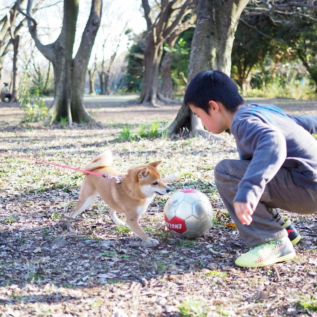 豆柴にこちゃんさんのインスタグラム写真 - (豆柴にこちゃんInstagram)「🐶 今日は雨予報だったし、 明日も土曜も仕事だしで 家でゆっくり過ごすはずが意外と晴れたから 急遽、 #所沢航空記念公園 へ🚙 . 暑くてハァハァするから 笑顔がたくさん撮れた😆 . 5-7枚目は通りすがりに 少年たちのボールを奪ったり 遊んでもらったところ⚽️✨ . #柴犬#豆柴#pecoいぬ部#犬#わんこ#まめしば#west_dog_japan#犬#todayswanko#ここ柴部#shibainu#dog#mameshiba#pecotv#dog#いぬのきもち部#しばいぬ#しばけん#こいぬ#シバイヌ#いぬ#イヌ#赤柴#マメシバ#ペット#日本犬#子犬」3月21日 18時17分 - nikochan.mame48