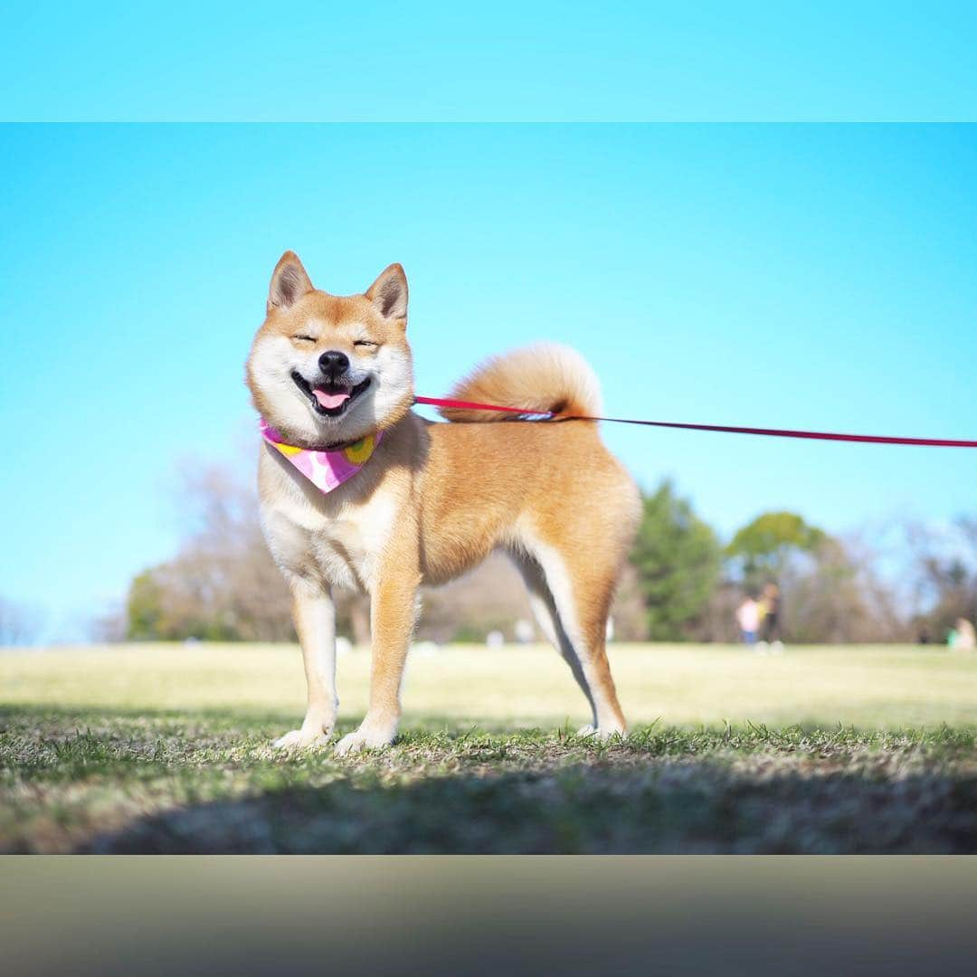 豆柴にこちゃんさんのインスタグラム写真 - (豆柴にこちゃんInstagram)「🐶 今日は雨予報だったし、 明日も土曜も仕事だしで 家でゆっくり過ごすはずが意外と晴れたから 急遽、 #所沢航空記念公園 へ🚙 . 暑くてハァハァするから 笑顔がたくさん撮れた😆 . 5-7枚目は通りすがりに 少年たちのボールを奪ったり 遊んでもらったところ⚽️✨ . #柴犬#豆柴#pecoいぬ部#犬#わんこ#まめしば#west_dog_japan#犬#todayswanko#ここ柴部#shibainu#dog#mameshiba#pecotv#dog#いぬのきもち部#しばいぬ#しばけん#こいぬ#シバイヌ#いぬ#イヌ#赤柴#マメシバ#ペット#日本犬#子犬」3月21日 18時17分 - nikochan.mame48