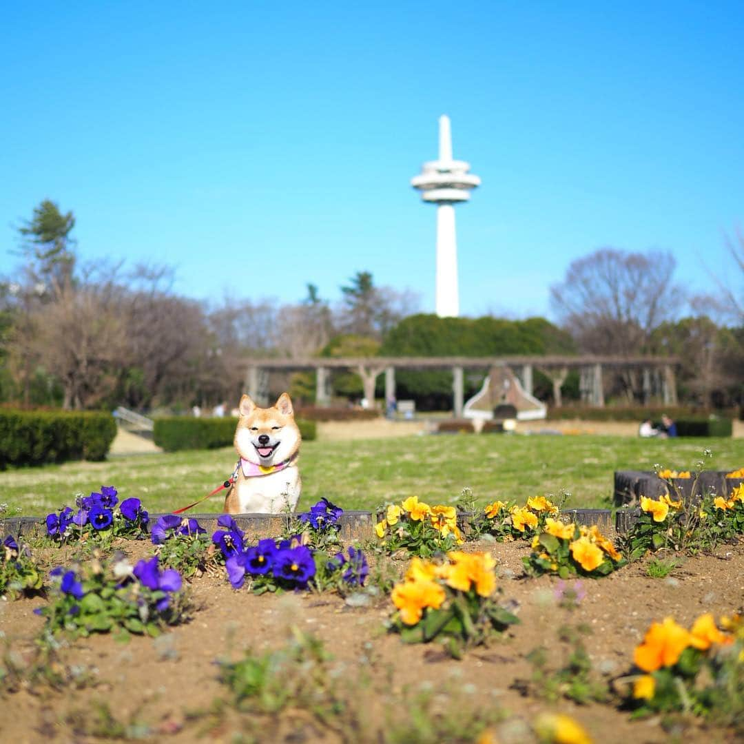 豆柴にこちゃんさんのインスタグラム写真 - (豆柴にこちゃんInstagram)「🐶 今日は雨予報だったし、 明日も土曜も仕事だしで 家でゆっくり過ごすはずが意外と晴れたから 急遽、 #所沢航空記念公園 へ🚙 . 暑くてハァハァするから 笑顔がたくさん撮れた😆 . 5-7枚目は通りすがりに 少年たちのボールを奪ったり 遊んでもらったところ⚽️✨ . #柴犬#豆柴#pecoいぬ部#犬#わんこ#まめしば#west_dog_japan#犬#todayswanko#ここ柴部#shibainu#dog#mameshiba#pecotv#dog#いぬのきもち部#しばいぬ#しばけん#こいぬ#シバイヌ#いぬ#イヌ#赤柴#マメシバ#ペット#日本犬#子犬」3月21日 18時17分 - nikochan.mame48