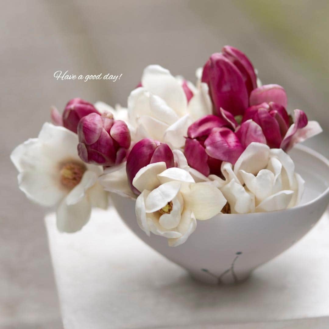 雑誌『花時間』さんのインスタグラム写真 - (雑誌『花時間』Instagram)「おはようございます。東京では、先ほど染井吉野の開花が発表されました。そんななか、終わりを告げようとしている木の花があります。先日、クローズアップでご紹介した白木蓮（はくもくれん）です。合わせた赤紫の花は紫木蓮（しもくれん）。一般に、こちらのほうが木蓮と呼ばれ、これこら6月くらいまで、枝をはんなりと彩っていきます。昼と夜の長さがほぼ同じになる春分の日。空と木々の花を眺める花散歩も、いよいよ楽しいときとなりましたね。では、本日は素敵な休日になりますように。よしっ！  雨☂️が降る前に散歩に行こ〜っと😊  by ピーターパン  花 @田中光洋（プランツ トータル デザイン フォルム） 写真 @中野博安  #hana #flower #flowers #flowerslovers #flowerstagram #花時間 #花時間2019  #花好き #花藝 #花好きな人と繋がりたい #花が好きな人と繋がりたい #花のある生活 #花のある暮らし #モクレン #ハクモクレン #白木蓮 #シモクレン #紫木蓮 #magnolia #春が来た #木の花 #botanicallife #花屋さんへ行こう」3月21日 9時26分 - hanajikan_magazine