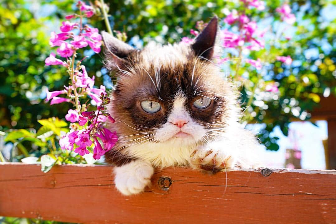 Grumpy Catさんのインスタグラム写真 - (Grumpy CatInstagram)3月21日 9時31分 - realgrumpycat