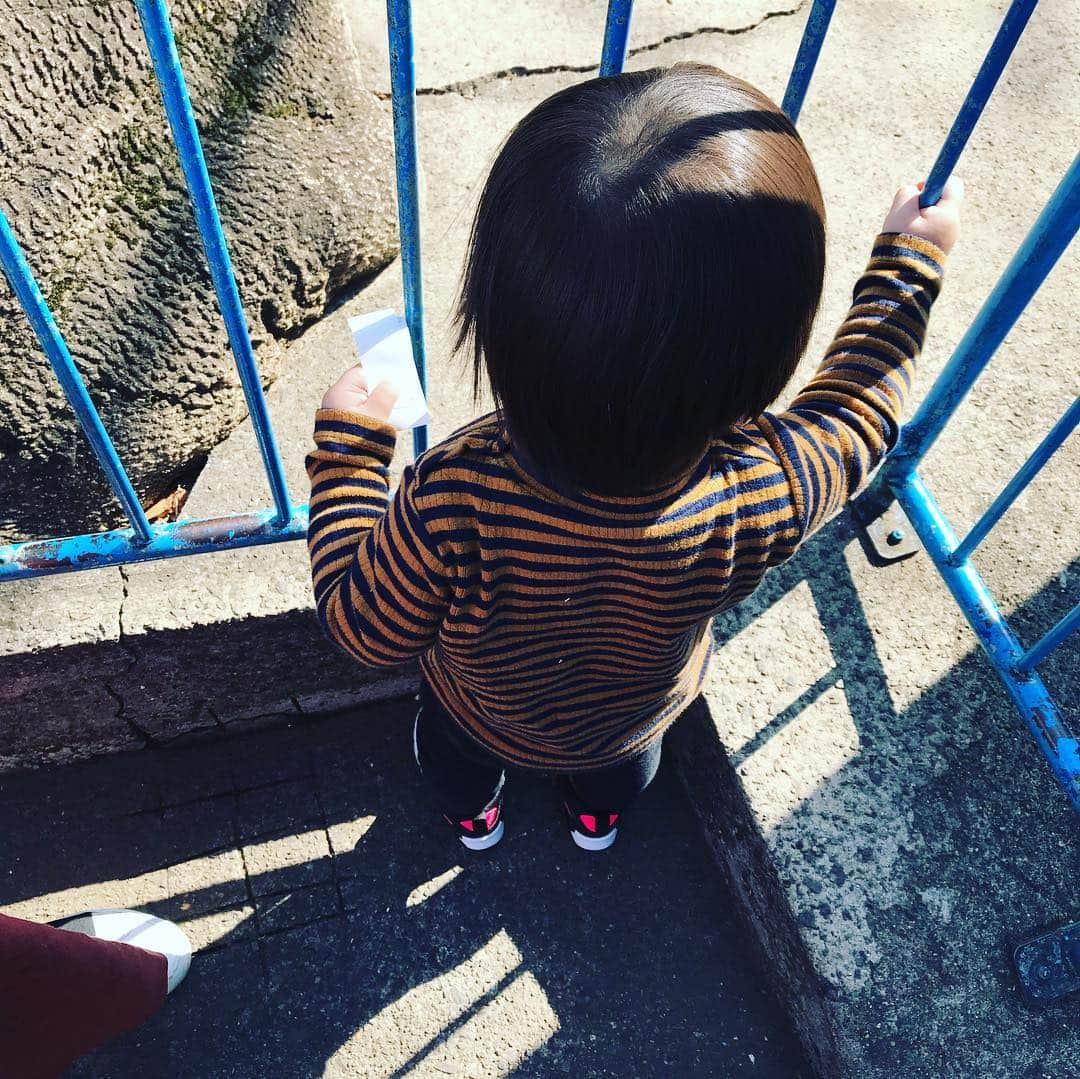 安田美沙子さんのインスタグラム写真 - (安田美沙子Instagram)「井の頭公園へお友達と行ってきました❤️✨ 自然もあるし、動物園には動物と触れ合える場所や、乗り物、遊具まで！！ 最高に楽しんでもらえたー💕 モルモットに触りたいけど、ドキドキして中々触れない様子が可愛かった☺️ . . 新幹線の乗り物は、チケットを握りしめて、自分が乗ったあともしばらく離れられなくて、位置を変えては振り返り、バイバーイ☺️✨ 鉄男くんです❤️京都鉄道博物館行きたいね☺️✨ . . 友達と学んだのは、こどものご飯だけしか用意してなかったから、自分たちのも予め次回からは用意しようとなりました。笑 意外と見つからなくて、子連れでパン屋とか探すのが大変過ぎて断念。 抱っこ紐も車に置いて、ベビーカーも無かったから中々辛かった。。かあちゃん腕プルプルです。B型買おうかなぁ。 おススメありますか？ . . とにかく、全身全力で楽しんだ様子でした❤️自然と触れ合って、走り回って欲しい！！東京だからこそ、そういう場所に足を運ばなくてはと思います。 . . #instagood #井の頭公園 #動物園 #新幹線 #モルモット #boy #22months #mama #friends #thanks」3月21日 10時16分 - yasuda_misako