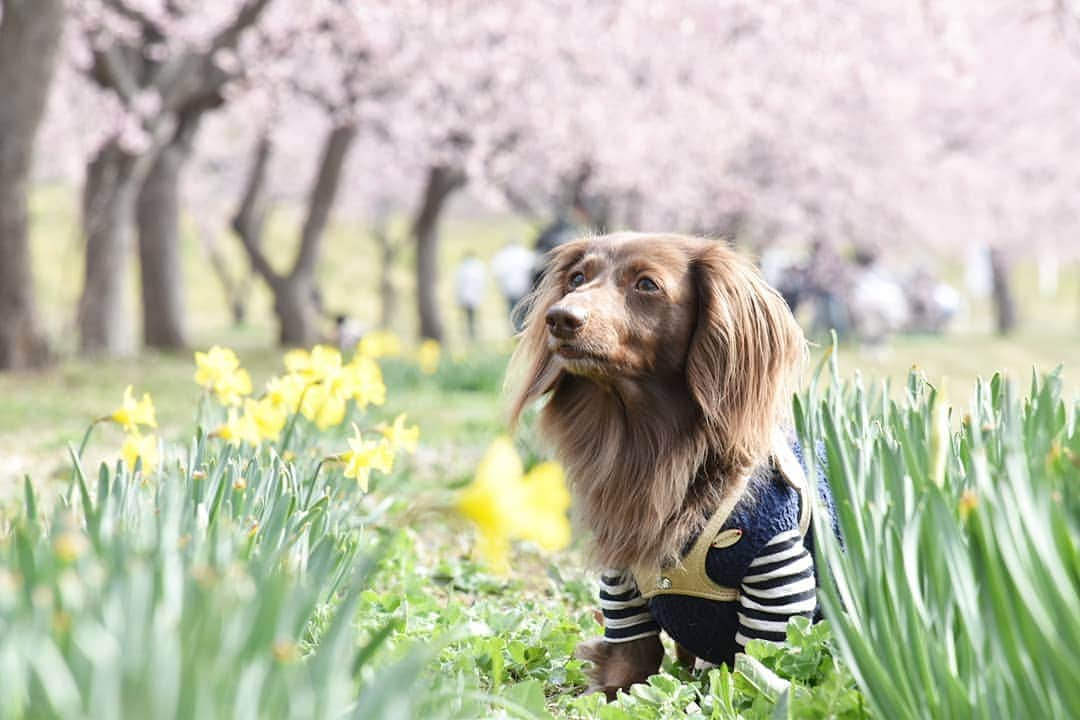 etsukoさんのインスタグラム写真 - (etsukoInstagram)「* 2019.03.21 今年は……… * * * 🐶💬 『あんよ🐾🐾 ちくって🐛 されなかったですよ…I˙꒳​˙) 』 * * * 👧💬 『❗❗❗そーだった！去年は ぴょんって飛び跳ねて あんよ🐾🐾気にして 歩かなくなっちゃったんだよね……ここで( ･᷄･᷅ )』 * * * あれから 1年かぁ。 * * * #アロハと花巡り2019  #アロハと桜  #安行寒桜 #桜  #あろまっぷ  #ミニチュアダックスフンド #ミニチュアダックス #ダックスフンド #ダックス #チョコソリッド #犬のいる暮らし #ワンコなしでは生きて行けません会  #miniaturedachshund  #miniaturedachs  #dachshund #dogoftheday  #dogstagram #flowerstagram ##ig_dogphoto #ig_flower #alohahappy🐶 * * *」3月21日 10時23分 - aloha_with_etsuko