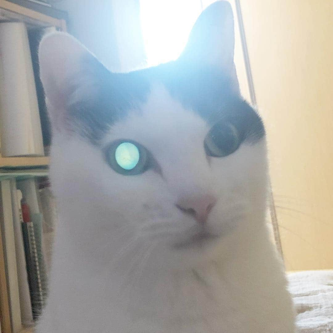 ghemtexさんのインスタグラム写真 - (ghemtexInstagram)「レプリカント疑惑 フラッシュ無しで眼底撮影 #replicant #cat #replicat #sunlight」3月21日 10時43分 - ghemtex