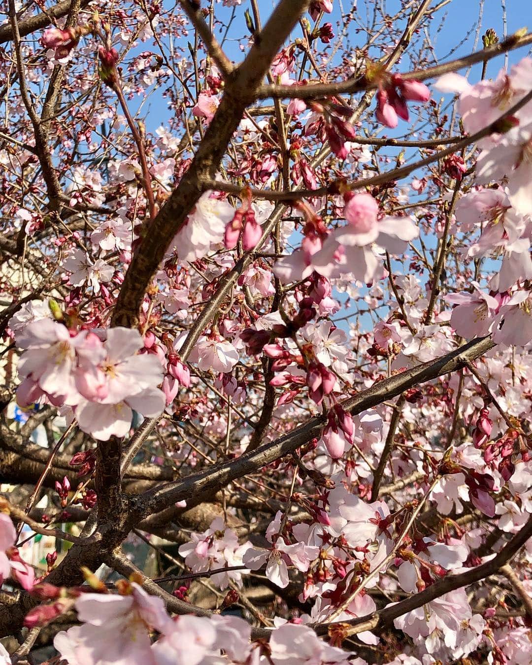 倉田雅世さんのインスタグラム写真 - (倉田雅世Instagram)「おはようございます。 あちこちの桜🌸を見ながら移動できる時期になってうれしいな。」3月21日 10時43分 - kuralamune