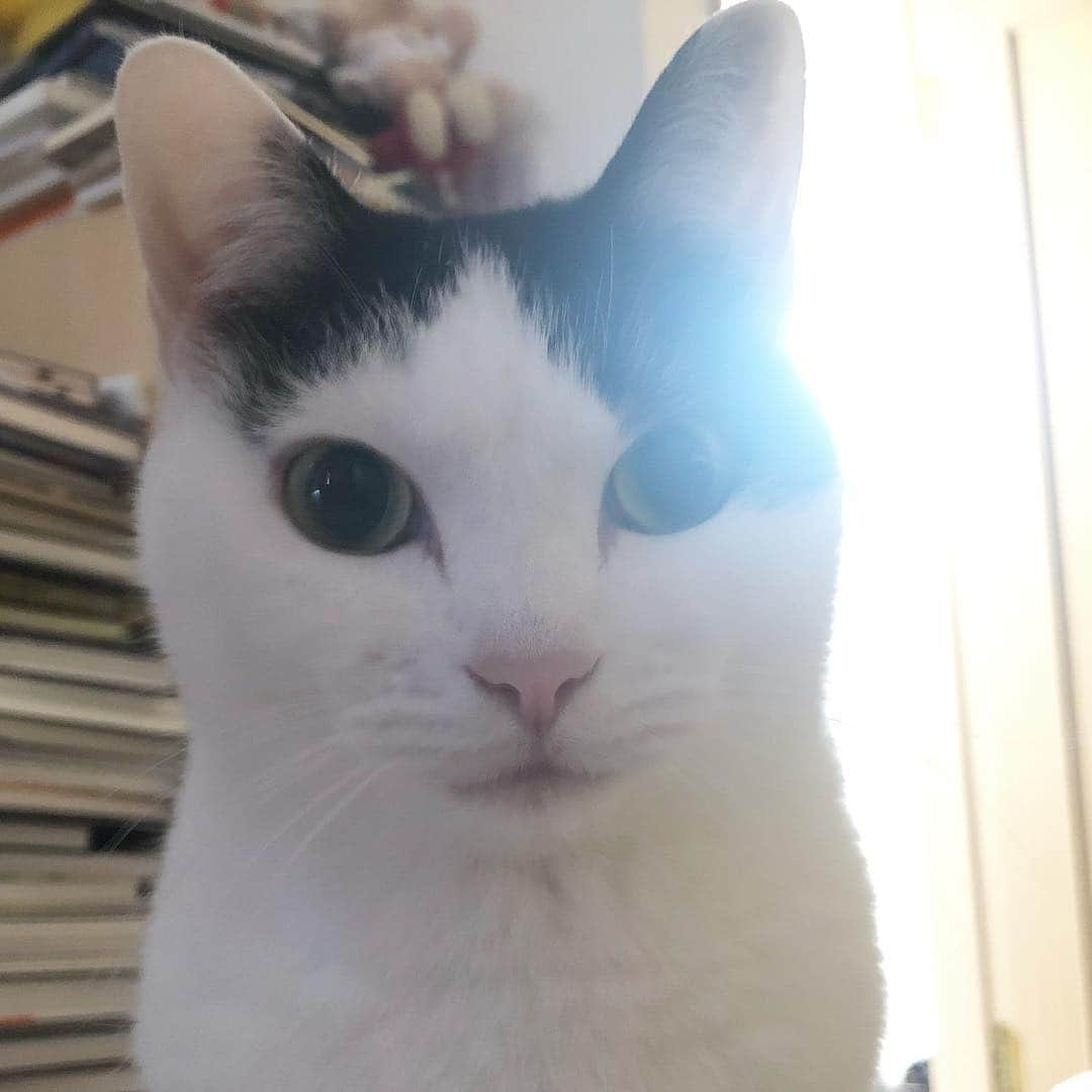 ghemtexのインスタグラム：「レプリカント疑惑 フラッシュ無しで眼底撮影 #replicant #cat #replicat #sunlight」