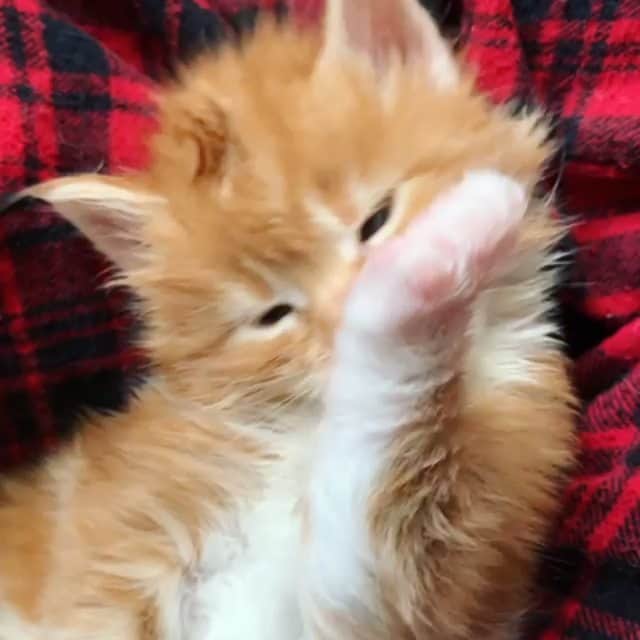 CatStockerのインスタグラム：「Hello! #catstocker is here!  Follow our FURRriend @metatroneyes_maine_coons  Scroll right for more pictures 👉 . . . . .  #cat #neko #mačka #chat #kočka #котка #kotek #kot #кіт #mače #кошка #кот #katze #gato #gatto #kissa #kattunge #猫 #고양이 #貓 #kedi #köttur #catstockervideo #חתול #кішка #kittens #小猫 #kätzchen #котята」