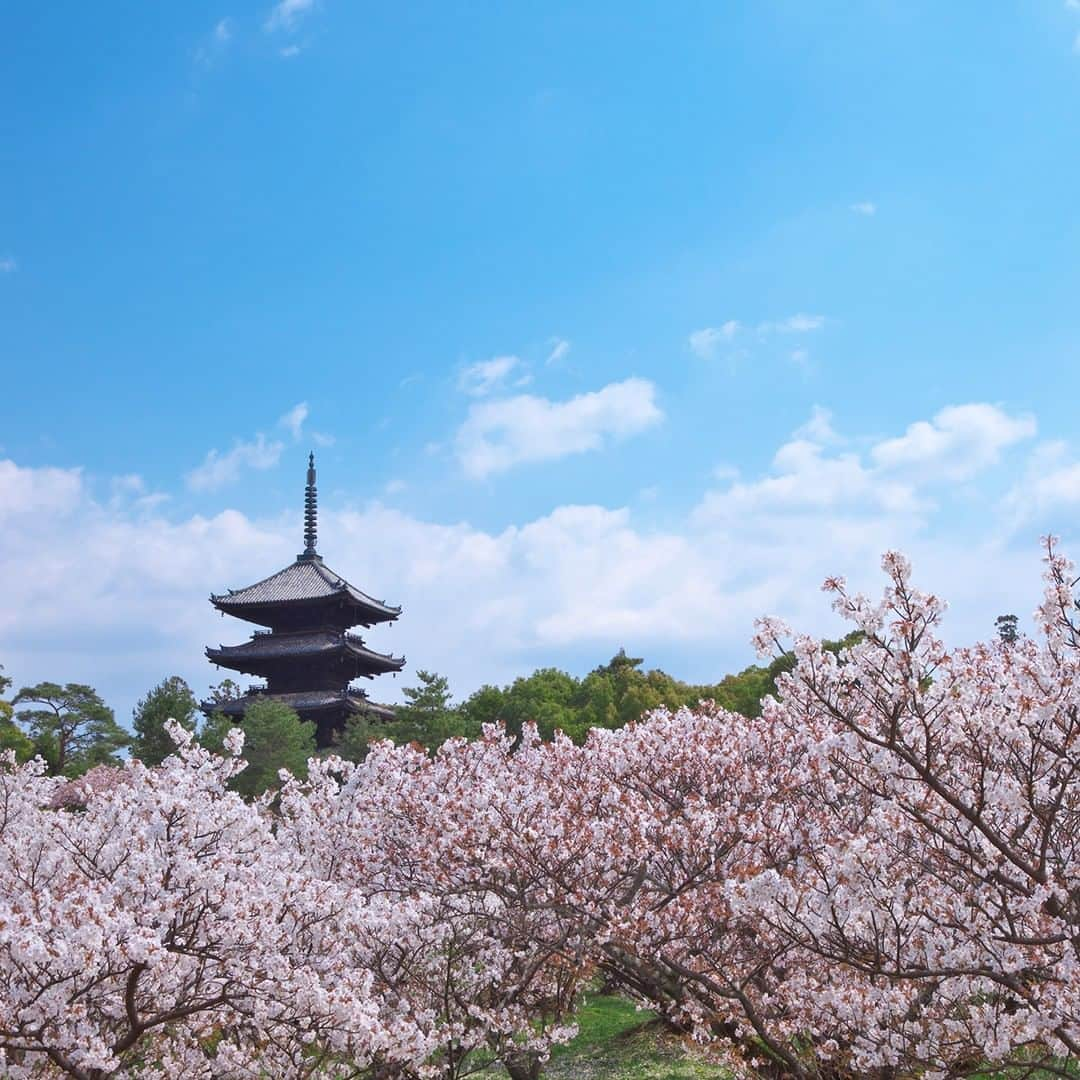 楽天トラベル さんのインスタグラム写真 - (楽天トラベル Instagram)「今年見に行きたいお花見スポットランキングをご紹介👇🏻※写真は過去の開花時のものです . 第13位は #京都 #仁和寺 の #御室桜 🌸 樹高が2m～3mと低いため目の前で桜を楽しむことができるのが魅力✨京都で一番遅咲きの桜として昔から親しまれていて、御室桜が満開になると京都の春も終わるといわれています。 . *********************** 旅先で撮った素敵な写真に @rakutentravel をタグ付けしてシェアしてね♪ 厳選してこのアカウントで紹介させていただきます！ *********************** . #楽天トラベル #楽天  #rakutentravel #旅 #旅行 #旅に出よう #旅行好きな人と繋がりたい #travel #trip #日本 #japan #일본 #instagramjapan #IG_JAPAN #japantrip #桜 #桜の名所 #sakura #cherryblossom #kyoto」3月21日 11時00分 - rakutentravel