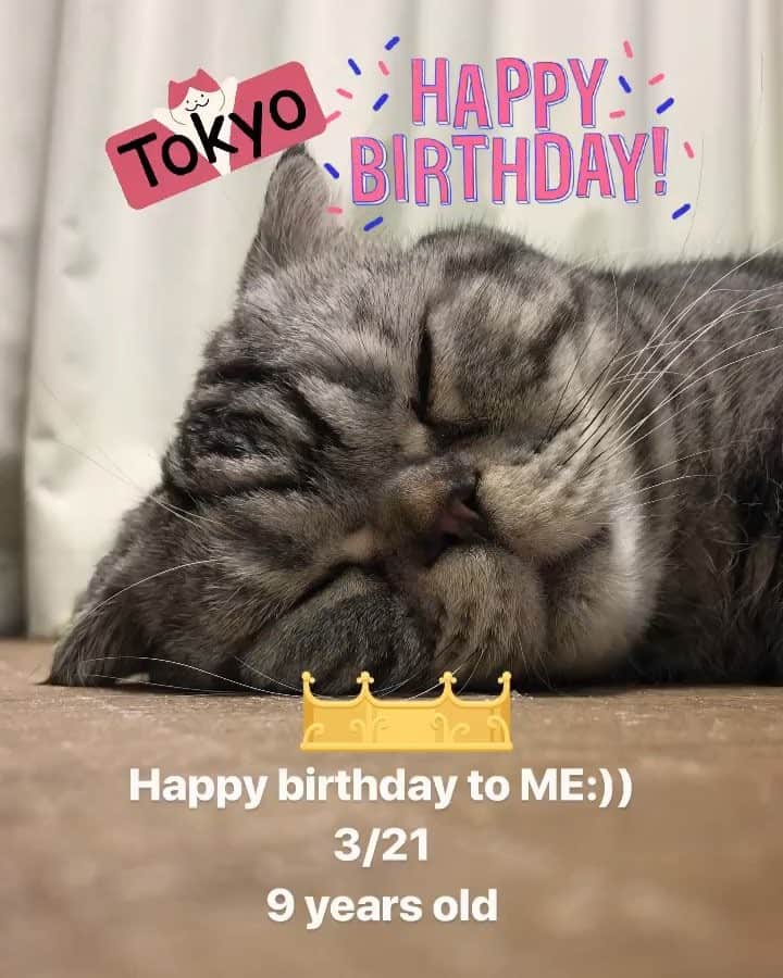 Shishi-maruのインスタグラム：「🐱🎂🐟🎉 ーーーーーーーーーーー 📕「ぷっちねこ。」単行本発売中 📗「3匹のちいさな猫を召喚できたなら」 📘「ちいさな猫を召喚できたなら」重版出来 ーーーーーーーーーーー ⭐︎ねこ漫画を描いています→@tacos_cat 🐱公式→@chiisanacat 🌺Twitter →@taco_emonemon ーーーーーーーーーーー」