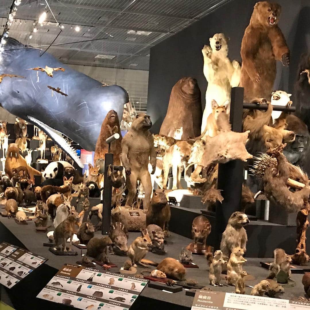 TBSアナウンサー公式さんのインスタグラム写真 - (TBSアナウンサー公式Instagram)「「大哺乳類展2」が国立科学博物館で、今日からスタートしました！ 昨日開会式が行われ司会しました、秋沢です。 地球上の哺乳類は約5400種。 種の生き残りをかけて勝ち得てきた様々な特徴を、分かりやすく解説しています。見ごたえたっぷりで楽しい展示となっています。 6／16までの会期！是非ご覧ください。  #tbs #tbs公式 #tbs_annogram  #tbsアナウンサー公式インスタグラム  #tbsアナウンサー #tbsアナグラム #tbs事業部 #大哺乳類展2 #音声ガイドは瀬戸康史さん  #fromtbs」3月21日 11時17分 - tbs_annogram