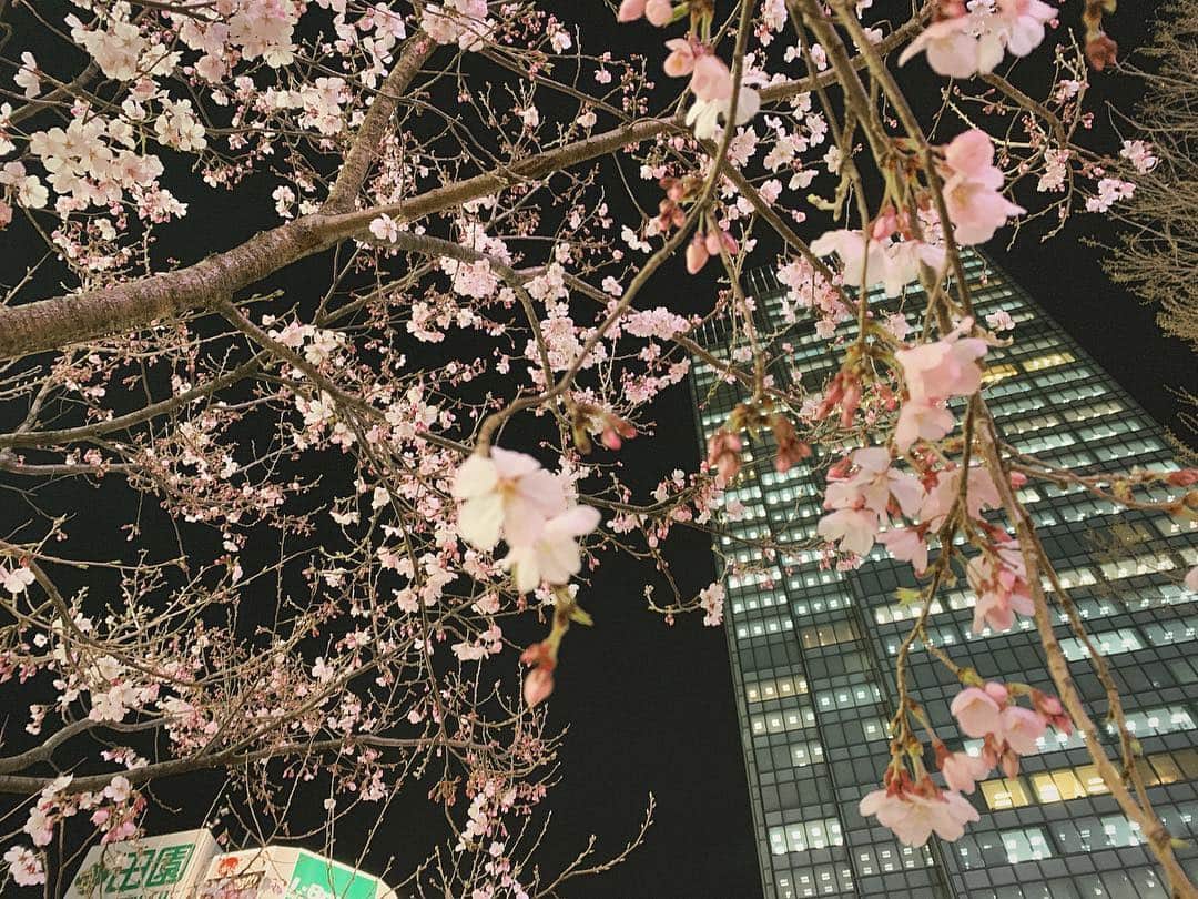 江野沢愛美さんのインスタグラム写真 - (江野沢愛美Instagram)「一人暮らし始めてから初の春👀 昨日、桜が咲いてました💕 皆さんはもう 桜見ましたか？ 今日は夕方 @nonno_magazine ×@champion_japan のトークショーとツーショット会ですっ。楽しみにしています☺︎ #sakura #spring #flower #pink #桜 #お花見 したい」3月21日 11時35分 - enosawa_manami