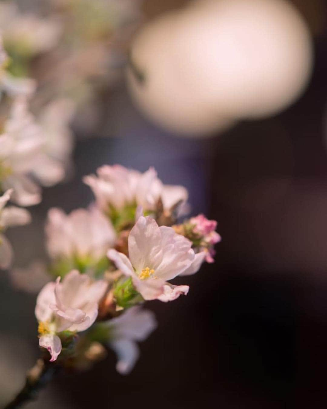 東京タワーの麓の結婚式さんのインスタグラム写真 - (東京タワーの麓の結婚式Instagram)「🗼 東京でもついに桜の開花宣言が出ましたね🌸 . 桜を使ったウェルカムスペース🌸 この時期らしくて素敵です💕 . 今はエントランスも桜🌸です 東京の満開は月末のようです 楽しみですね✨ . 詳細は➡︎(@theplaceoftokyo)まで♡ . #theplaceoftokyo #ザプレイスオブトウキョウ #プレイスオブトウキョウ #東京タワー #東京タワー🗼 #東京タワーで結婚式 #東京タワーが好き #インスタジェニック婚 #tokyotower #wedding #ウェディング #プレ花嫁 #卒花嫁 #2019年春婚 #2019夏婚 #2019秋婚 #2019冬婚 #結婚式準備 #結婚式場探し #式場探し #東京花嫁 #関東プレ花嫁 #日本中のプレ花嫁さんと繋がりたい #桜 #桜が好きな人と繋がりたい #桜の木」3月21日 11時37分 - theplaceoftokyo