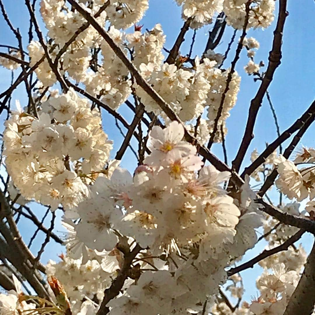 吉田由美さんのインスタグラム写真 - (吉田由美Instagram)「先ほど東京で桜の開花宣言🌸  今年の桜も楽しみます🌸  #サクラの開花宣言 #桜 #サクラ #開花宣言 #東京」3月21日 11時48分 - yumi__yoshida